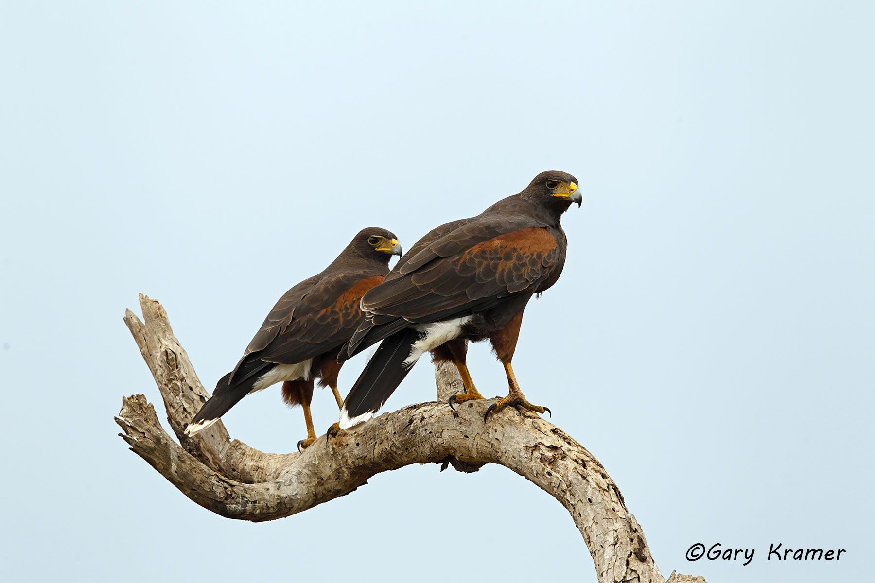 Harris's Hawk (Parabuteo unicinctus) - NBHp#004d