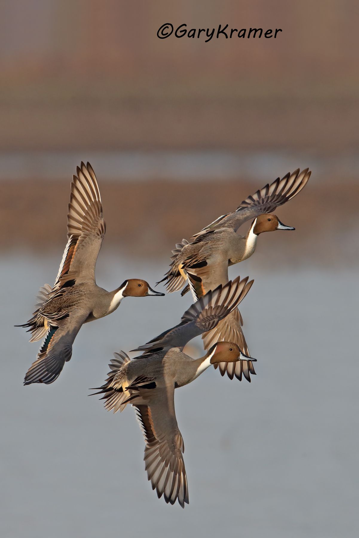 Northern Pintail (Anas acuta) - NBWP#8518d(2)