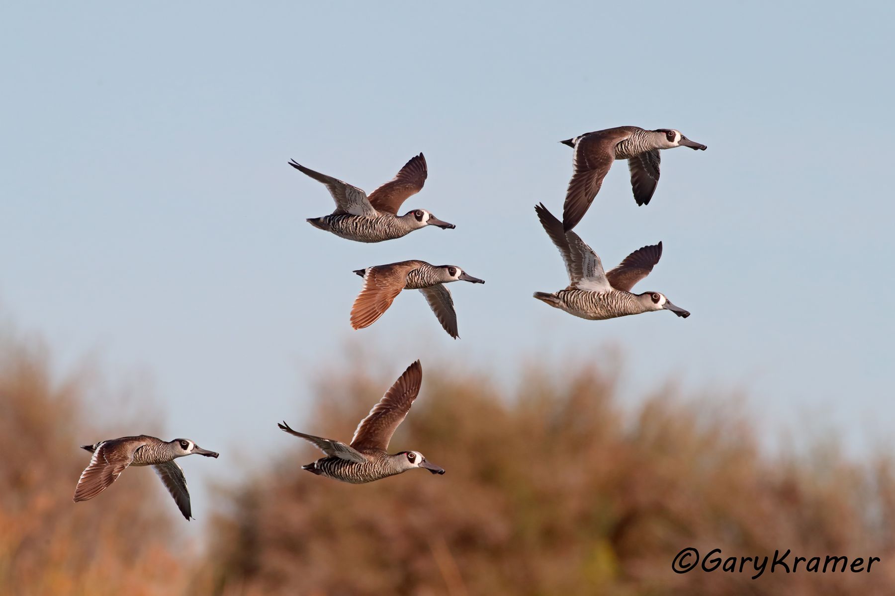 Pink-eared Duck (Malacorhynchus membranaceus)  Pink-eared Duck (Malacorhynchus membranaceus) - OBWP#148d