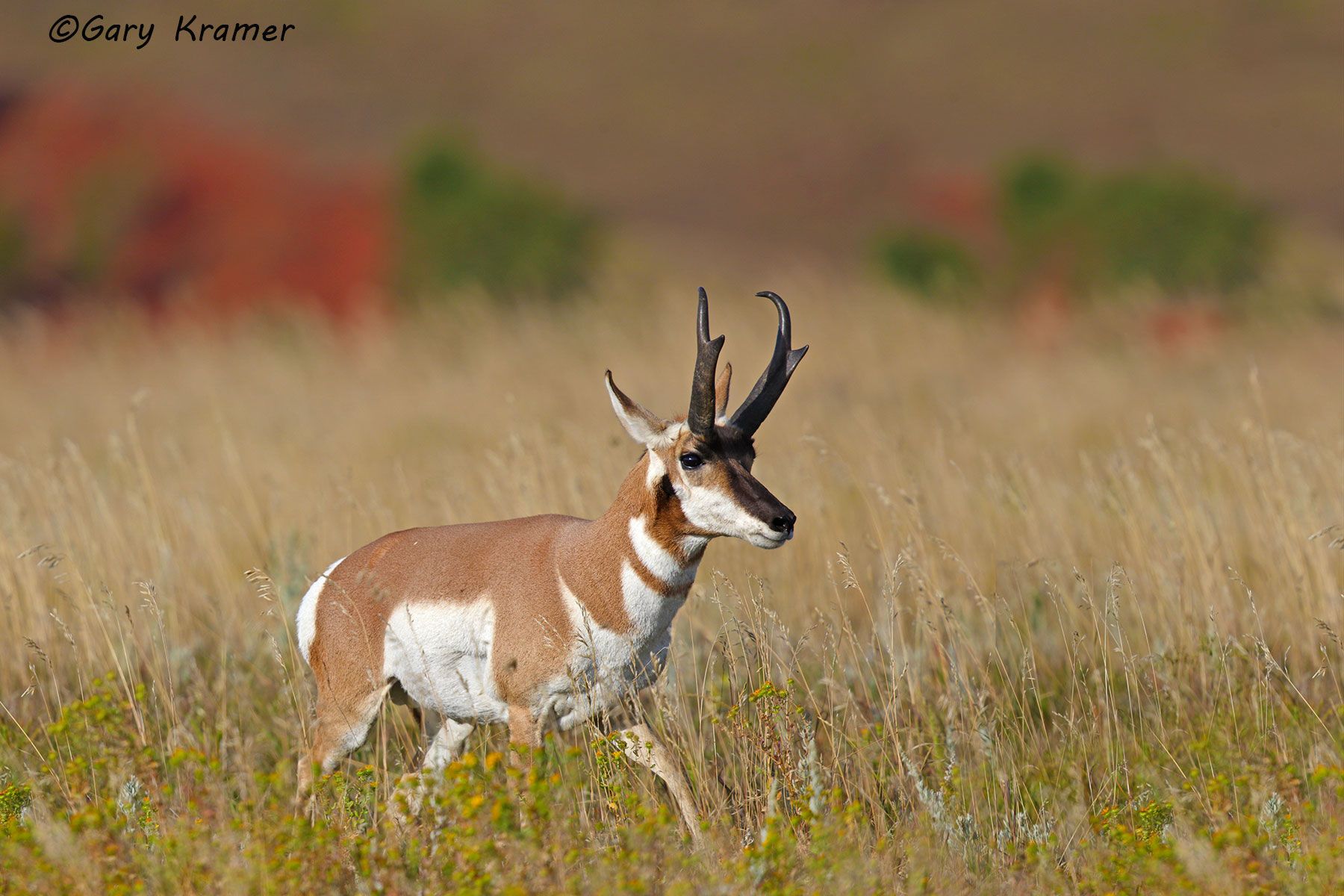 Pronghorn (Antilocapra americana) - NMP#572d
