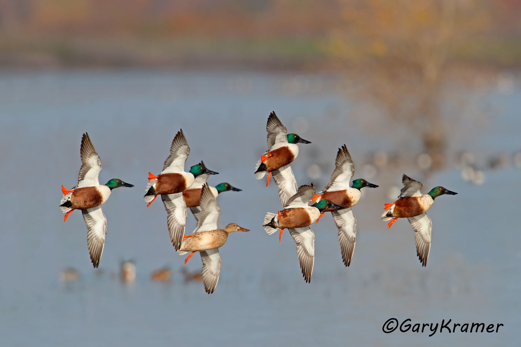 Northern Shoveler (Spatula clypeata) Northern Shoveler (Spatula clypeata) - NBWS#1457d