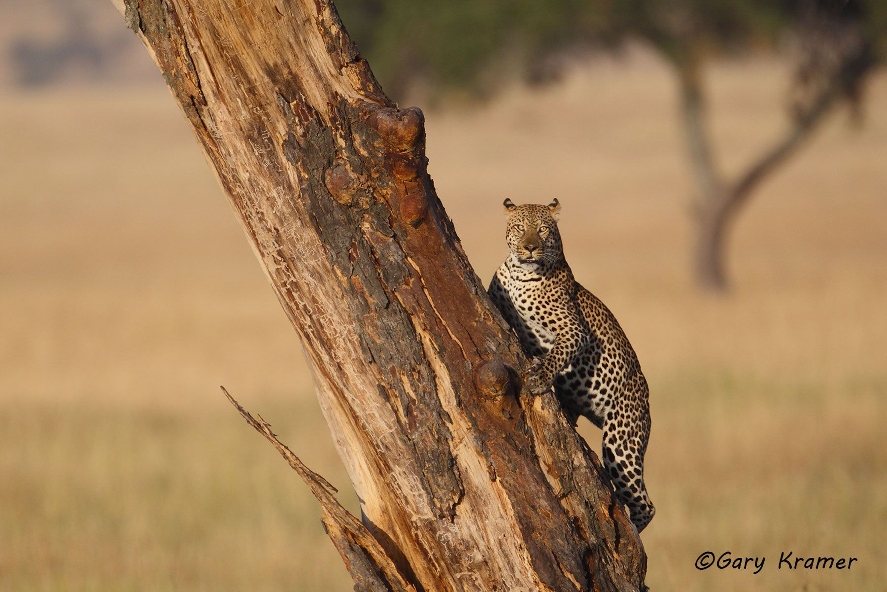 Leopard (Panthera pardus) Leopard (Panthera pardus) - AMPL#342d(2)