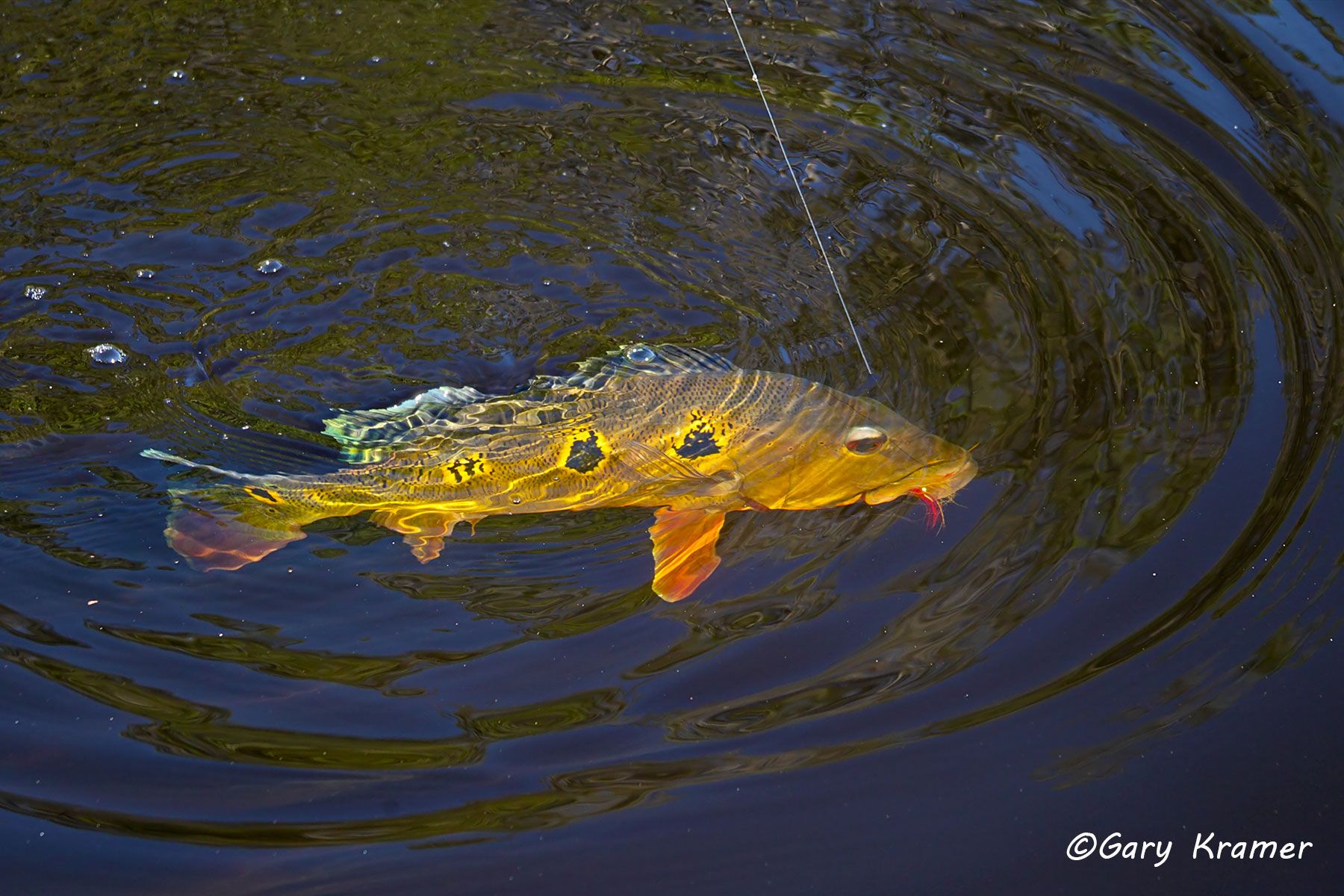 Peacock Bass (Cichla ocellaris) Peacock Bass (Cichla ocellaris), Bolivia - SFBp#030d