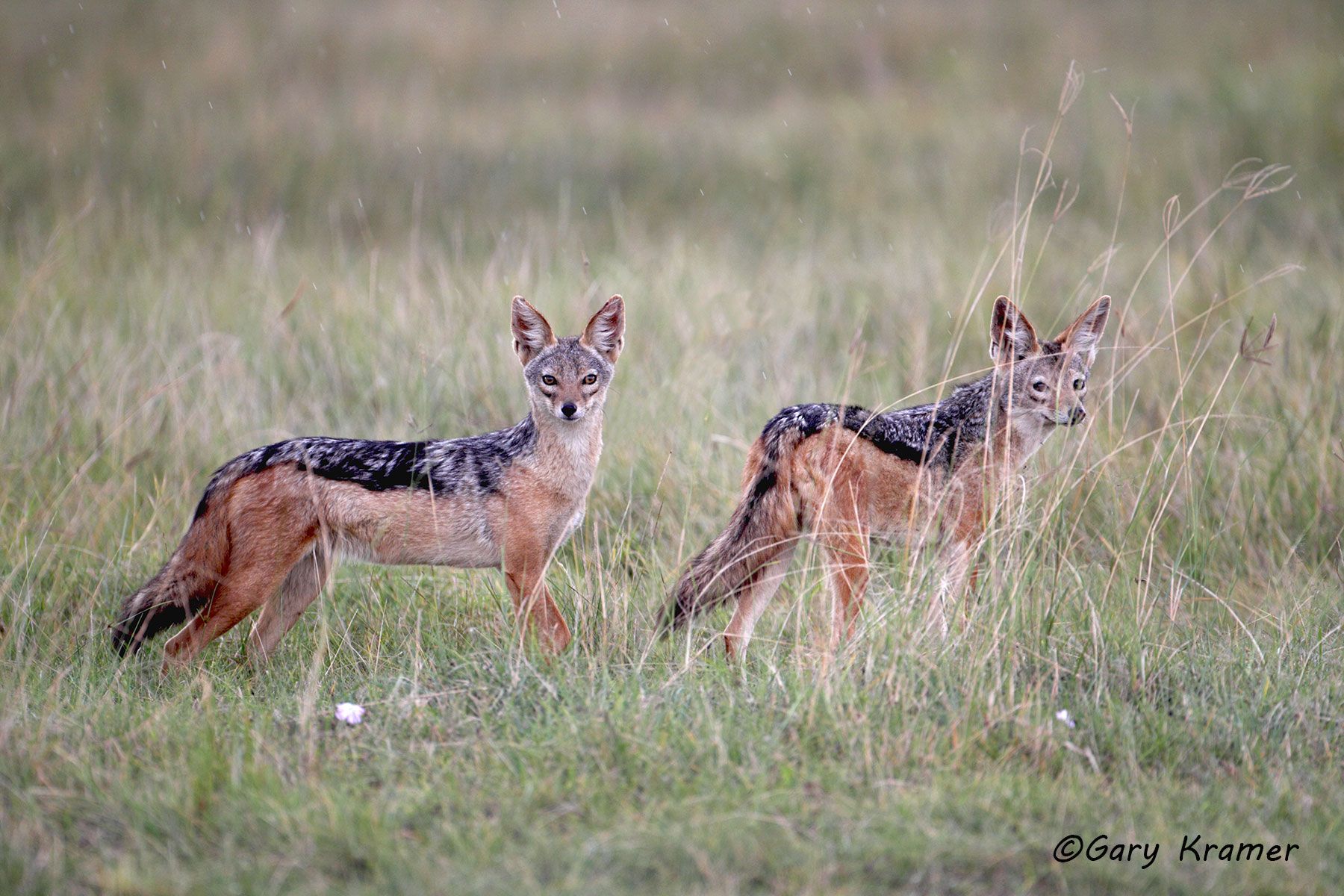 Black-backed Jackal (Canis mesomelas) Black-backed Jackal (Canis mesomelas) - AMPJb#044d