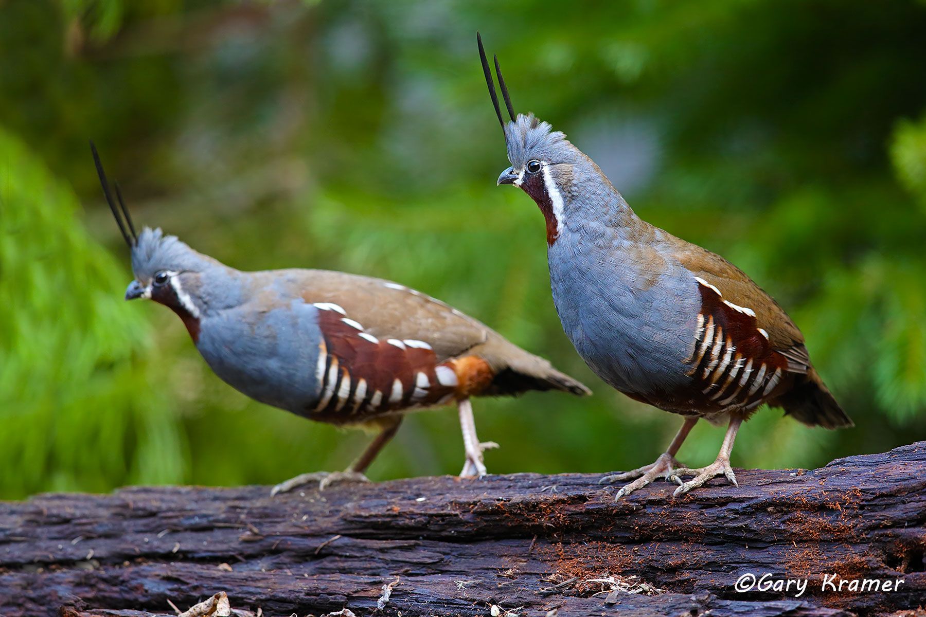 Mountain Quail (Oreortyx pictus) Mountain Quail (Oreortyx pictus) - NBGQm#347d