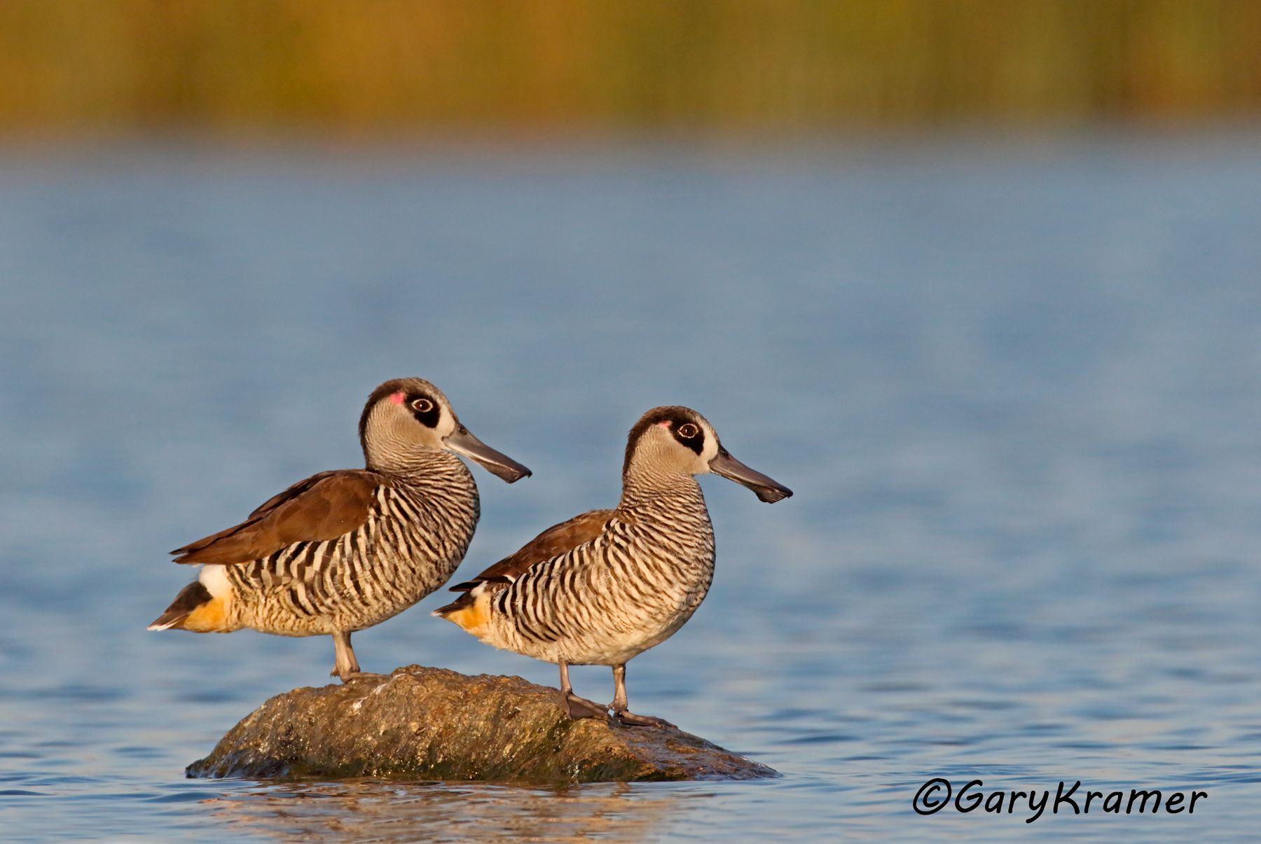 Pink-eared Duck (Malacorhynchus membranaceus)  Pink-eared Duck (Malacorhynchus membranaceus) - OBWP#188d