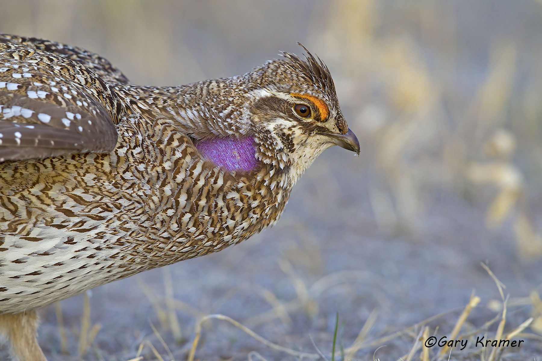 Sharp-tailed Grouse (Tympanuchus phasianellus) by GaryKramer.net, 530-934-3873, gkramer@cwo.com Sharp-tailed Grouse (Tympanuchus phasianellus) - NBGGt#590d