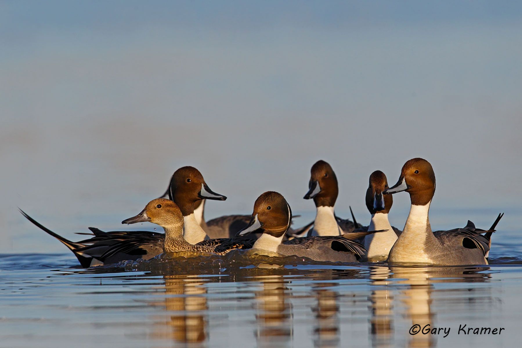 Northern Pintail (Anas acuta)  - NBWP#5090d