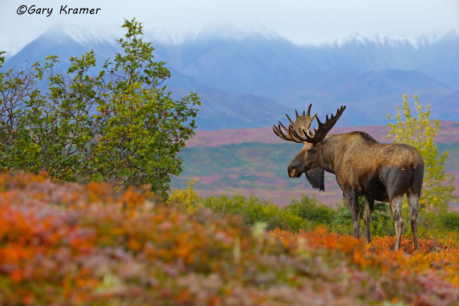 Moose (Alces alces) by GaryKramer.net, 530-934-3873, gkramer@cwo.com Moose (Alces alces) - NMM#422d