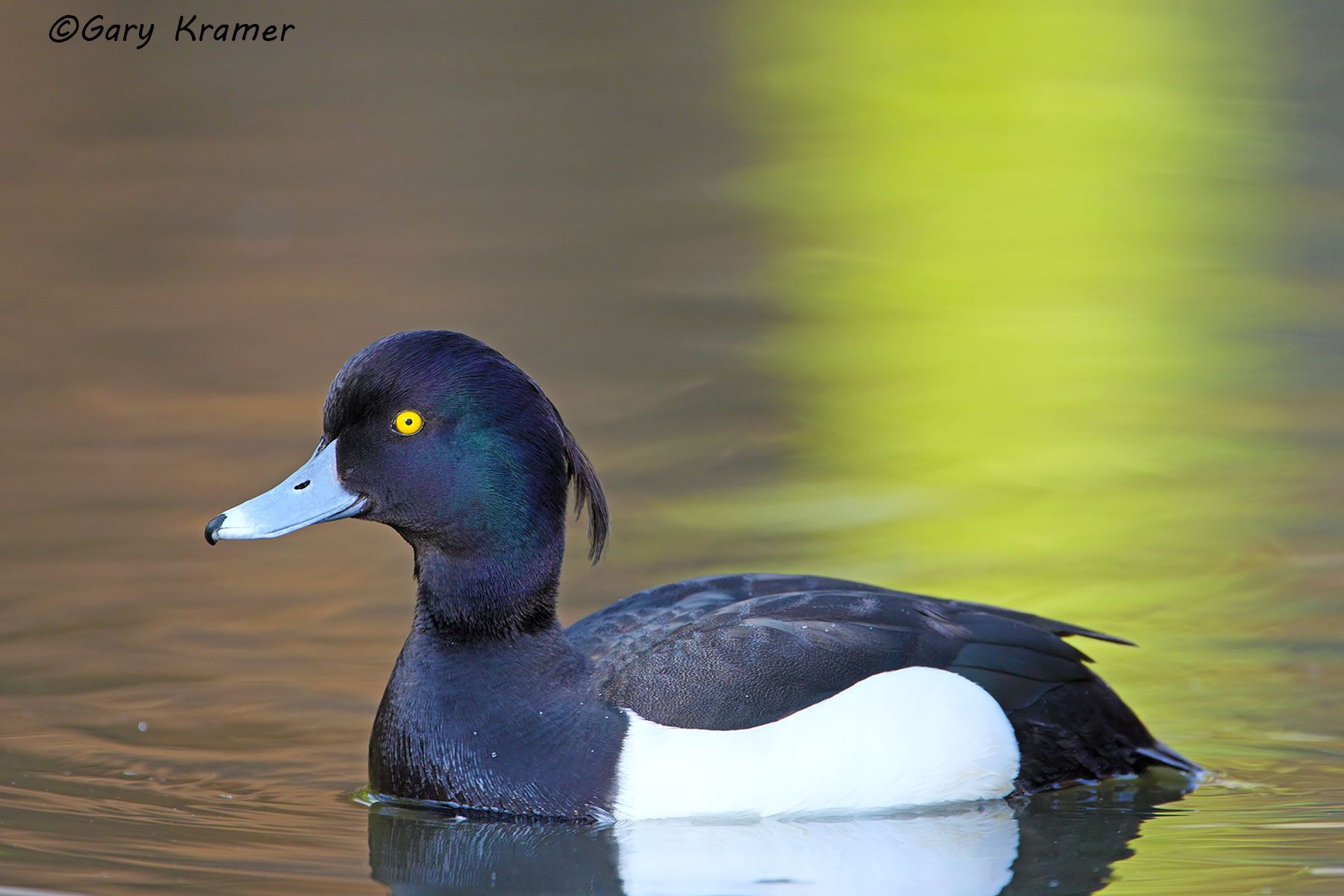 Tufted Duck (Aythya fuligula) England - EBWT#027d