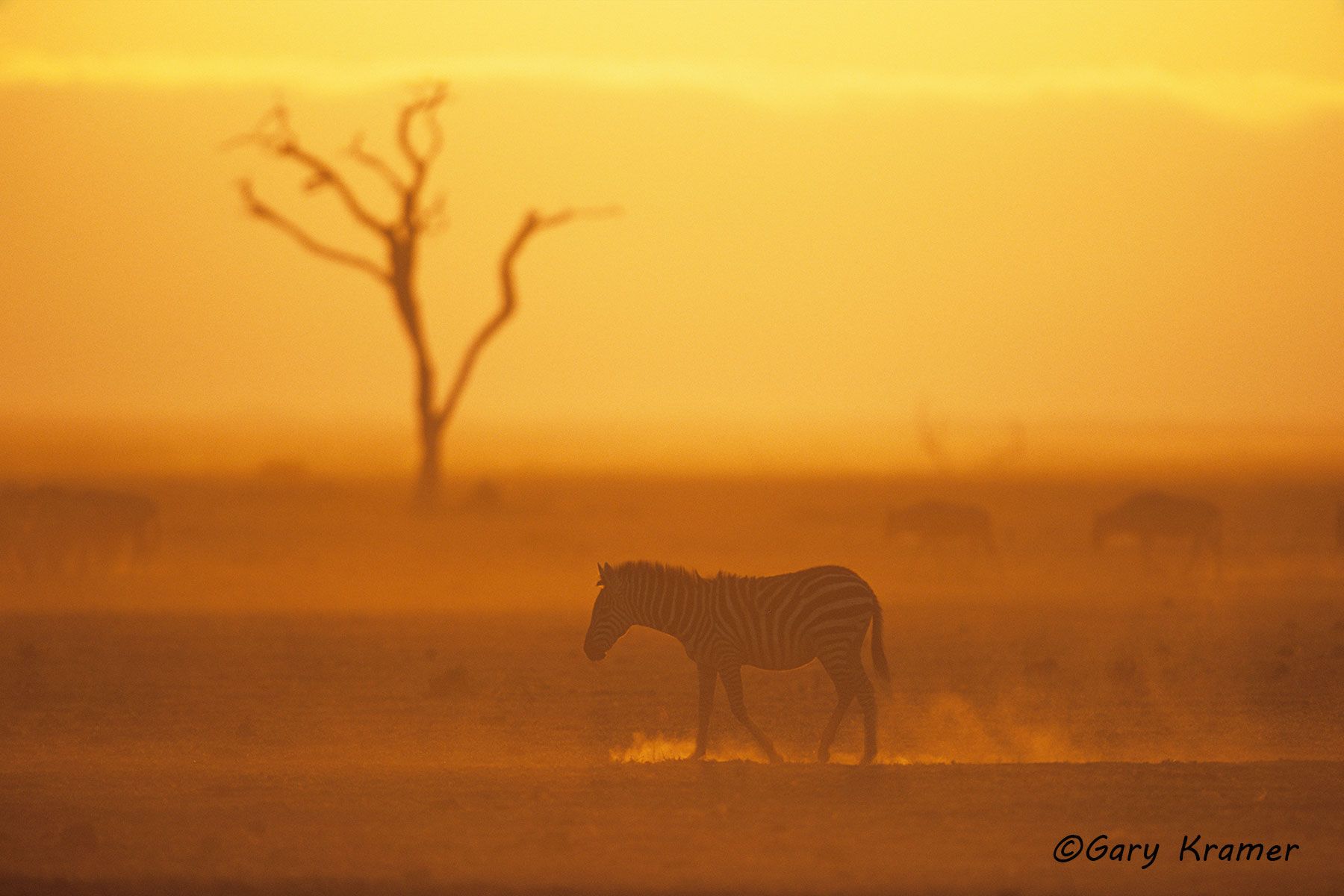 Plains Zebra (Equus quagga) Plains Zebra (Equus quagga) - AMZ#150