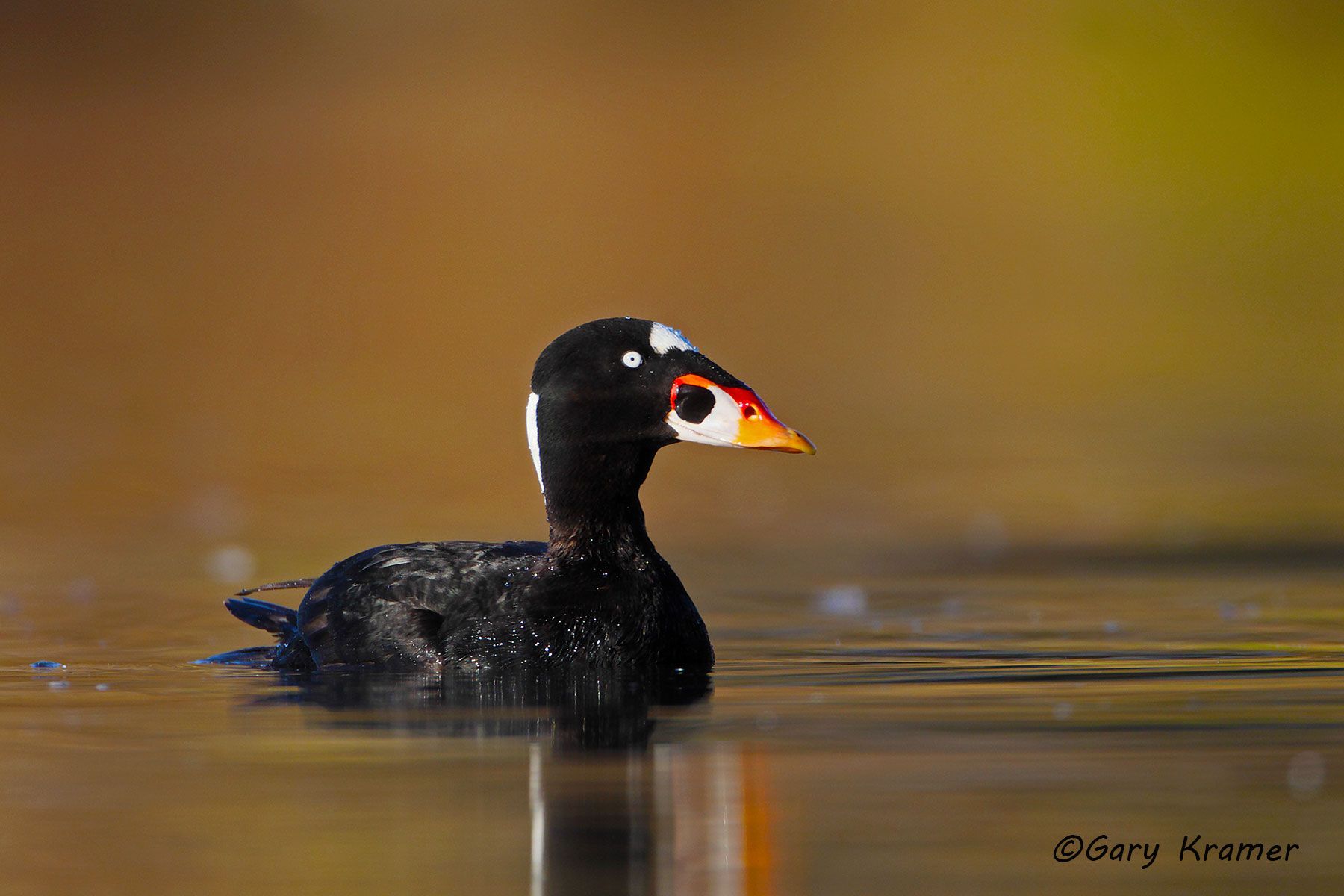 Surf Scoter (Melanitta perspicillata) - NBWSs#212d