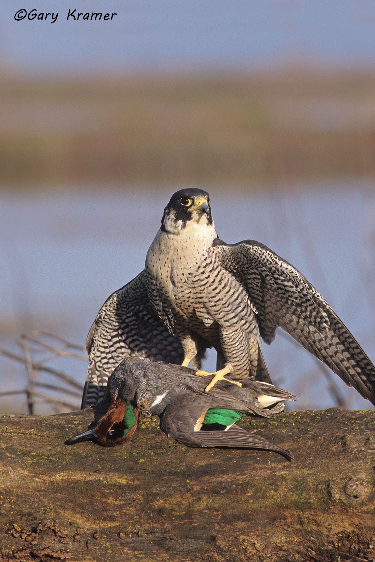 Peregrine Falcon (Falco peregrinus) with Green Teal  NBFPTg#006.jpg