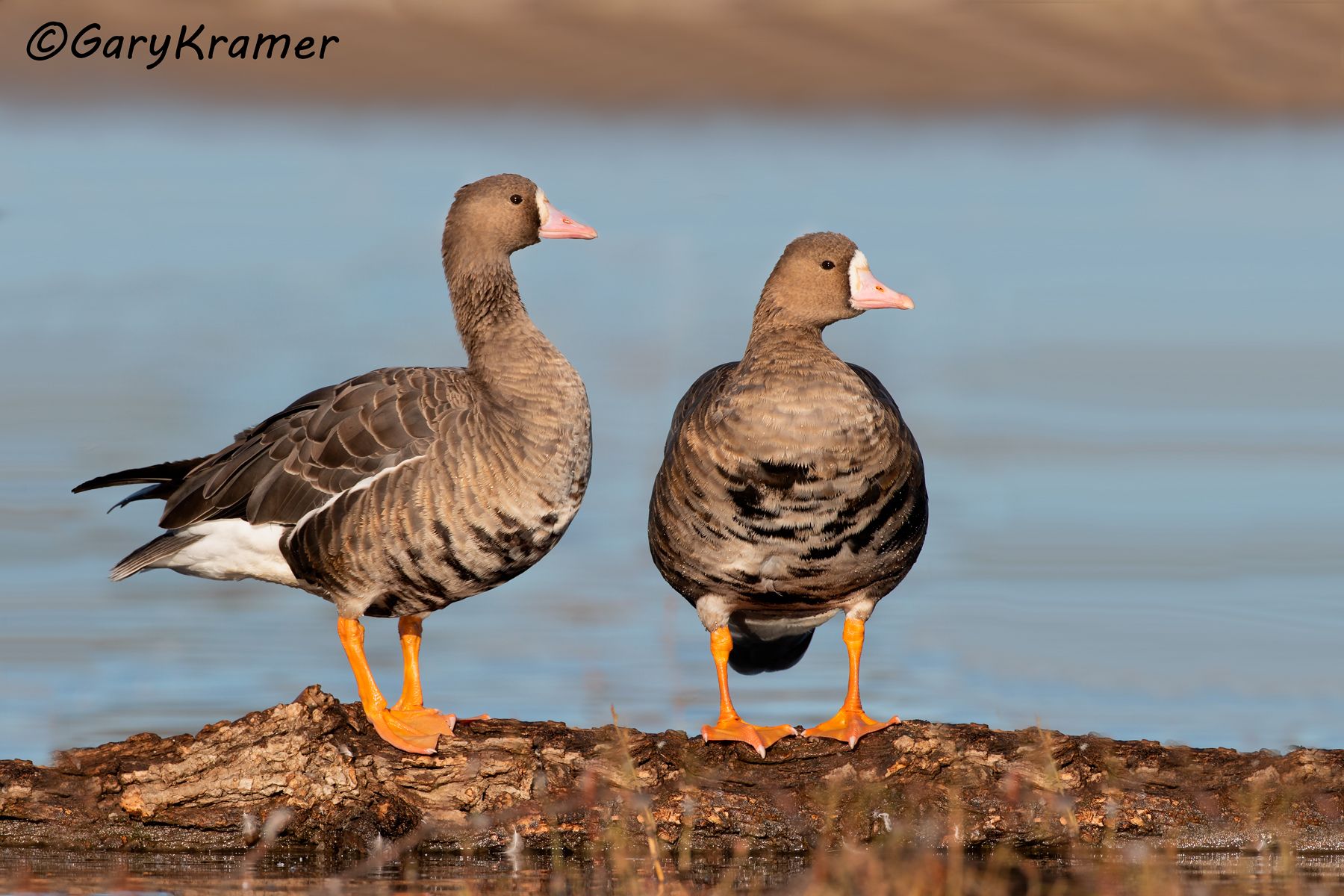 White-fronted Goose (Anser albifrons) - NBWWf#3020d(2)