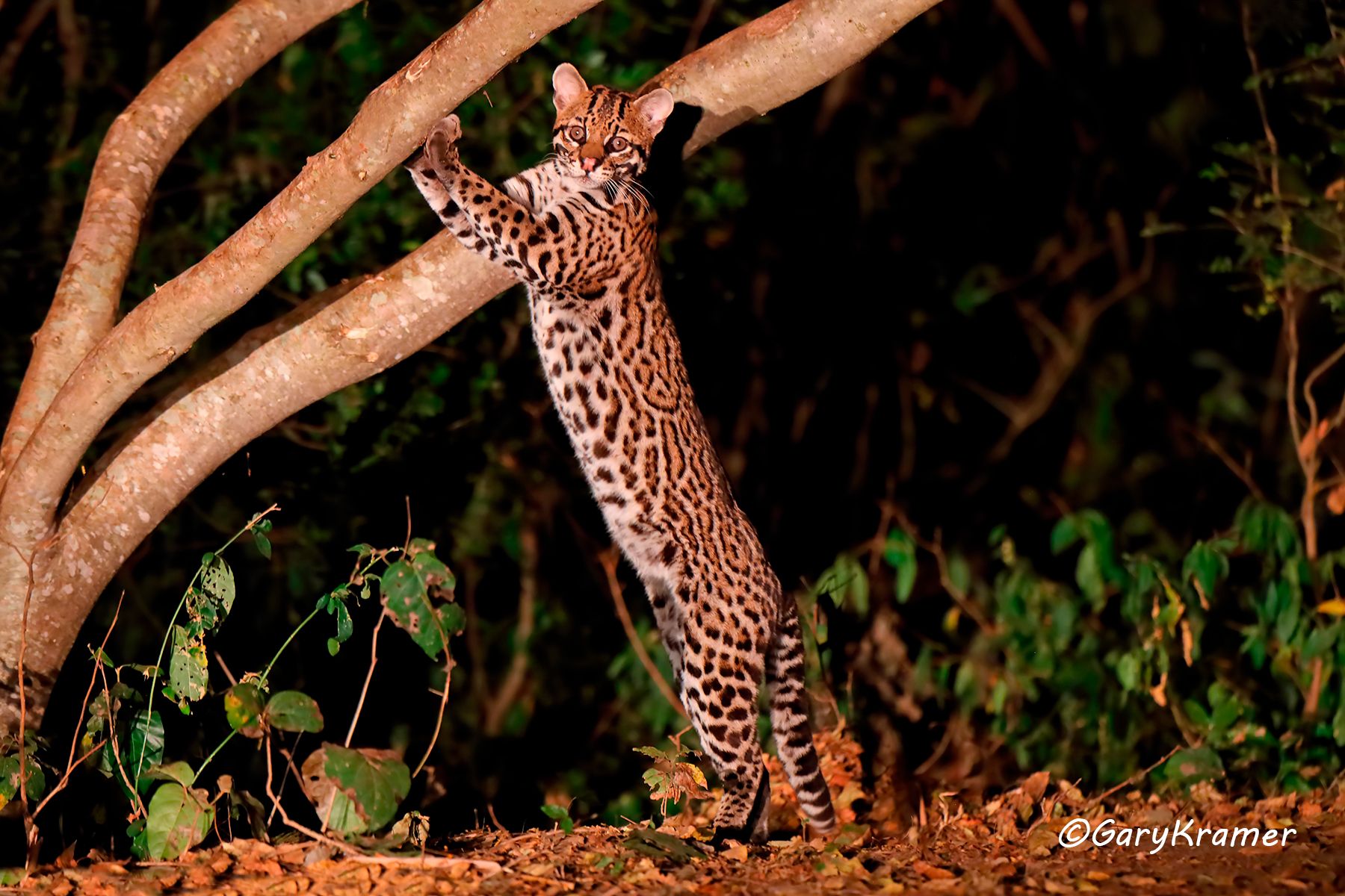 Ocelot (Leopardus pardalis) Ocelot (Leopardus pardalis) - SMLo#052d