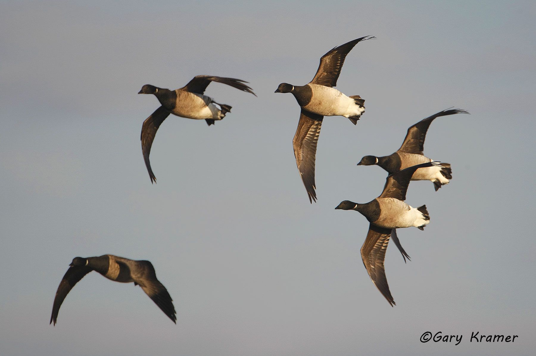 Pale-bellied (Atlantic) Brant (Branta bernicla hrota) by GaryKramer.net, 530-934-3873, gkramer@cwo.com - Published: Delta Waterfowl Hunt Annual 2014; Johns Hopkins University Press 2014 Pale-bellied (Atlantic) Brant (Branta bernicla hrota) - NBWBa#181d