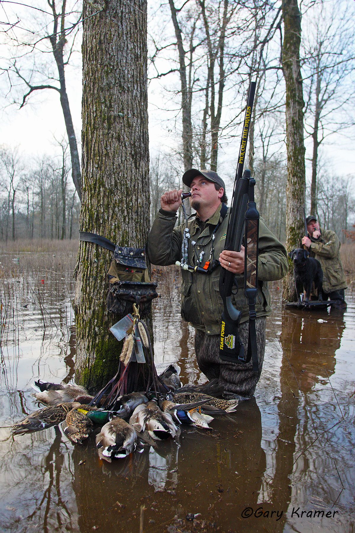 Duck hunter calling with Labrador and Mallards - NHDlcm#014d