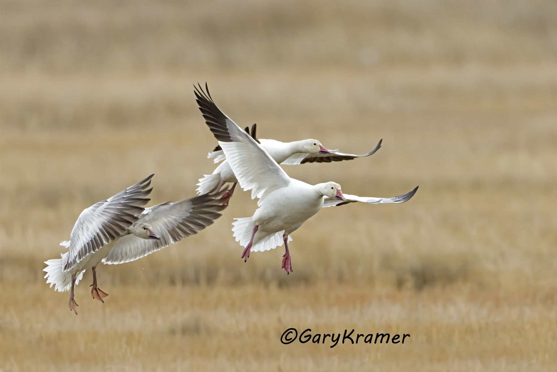 Greater Snow Goose (Chen caerulescens atlantica) - NBWSa#579d