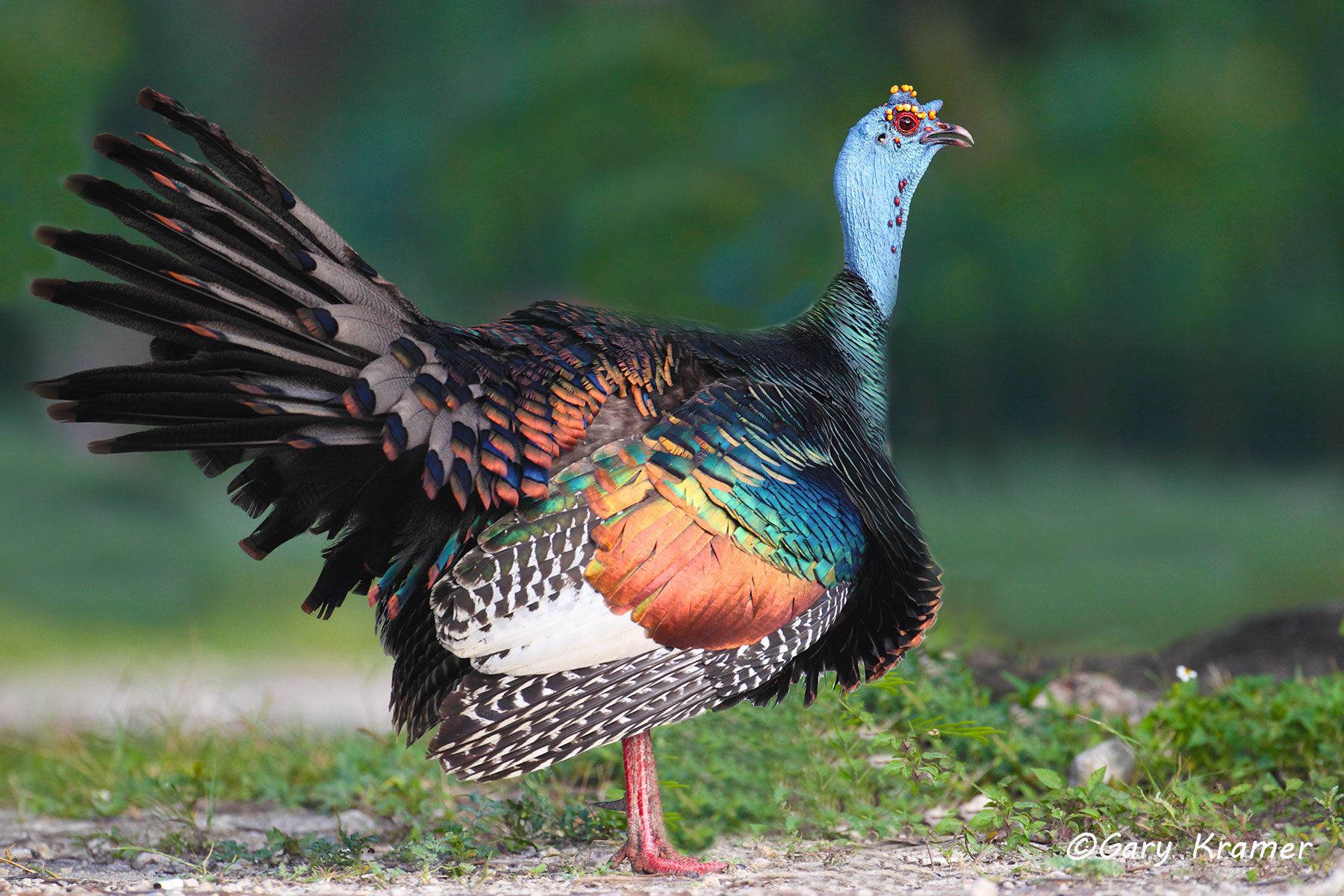 Ocellated Turkey (Meleagris ocellata) by GaryKramer.net, 530-934-3873, gkramer@cwo.com Ocellated Turkey (Meleagris ocellata) - NBGTx#070d