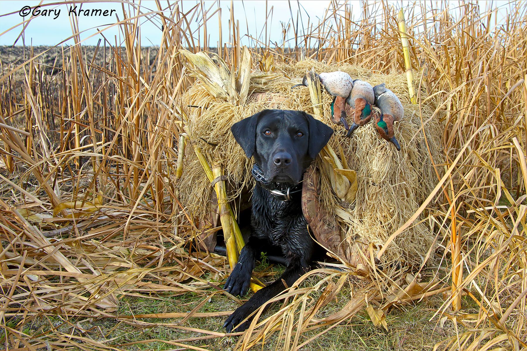 Black Labrador Retriever w/Green-winged Teal - HDLbt#108d