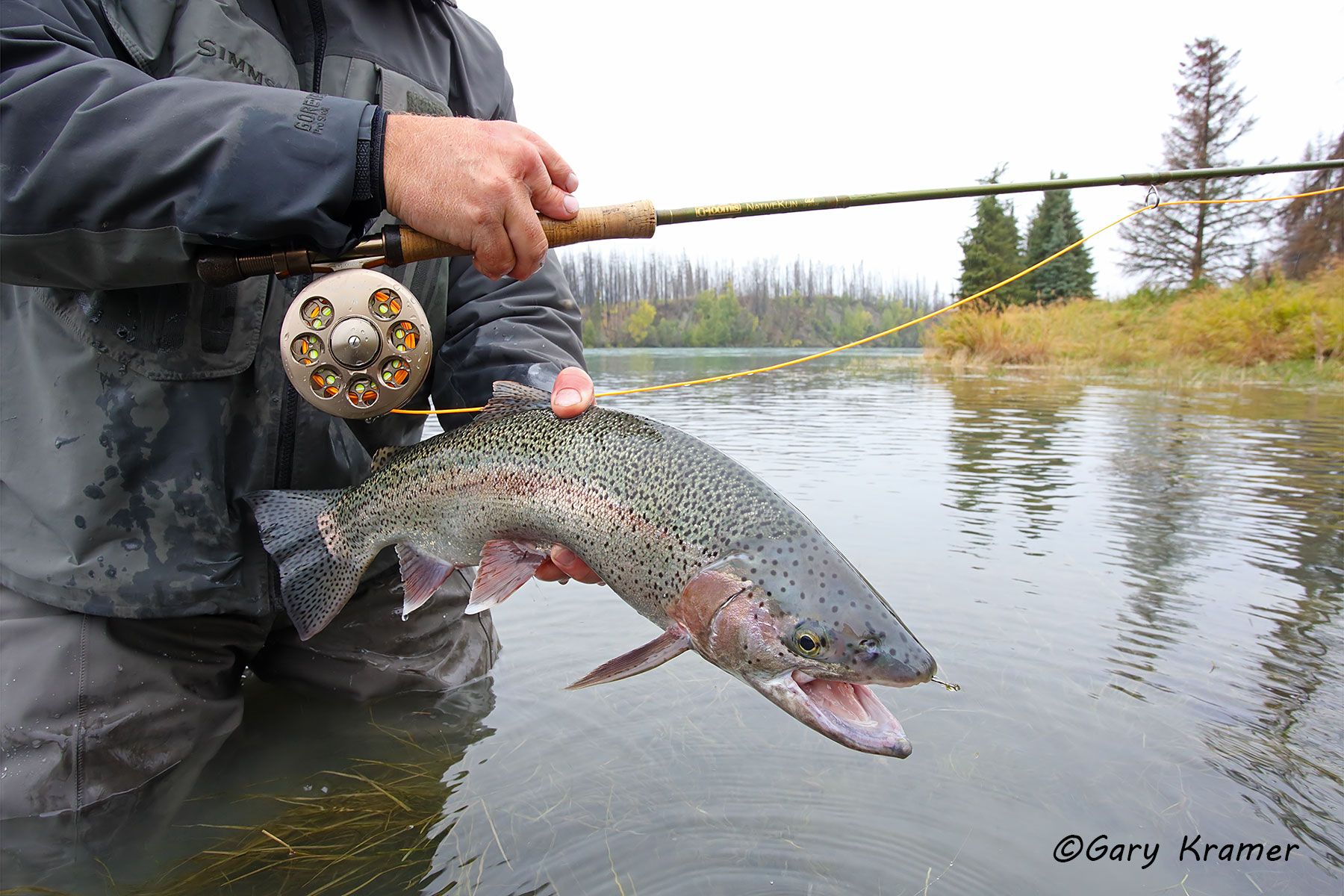Rainbow Trout w/flyfishing tackle - NFTRw#107d