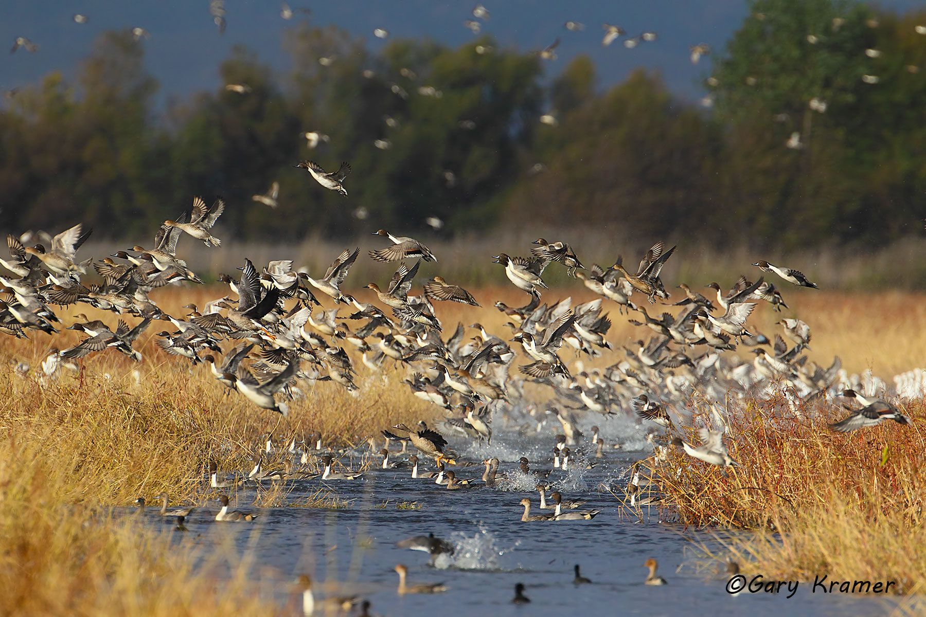 Northern Pintail/White-fronted Goose/Snow Goose/Am. Wigeon Northern Pintail/White-fronted Goose/Snow Goose/American Wigeon - NBWX#743d