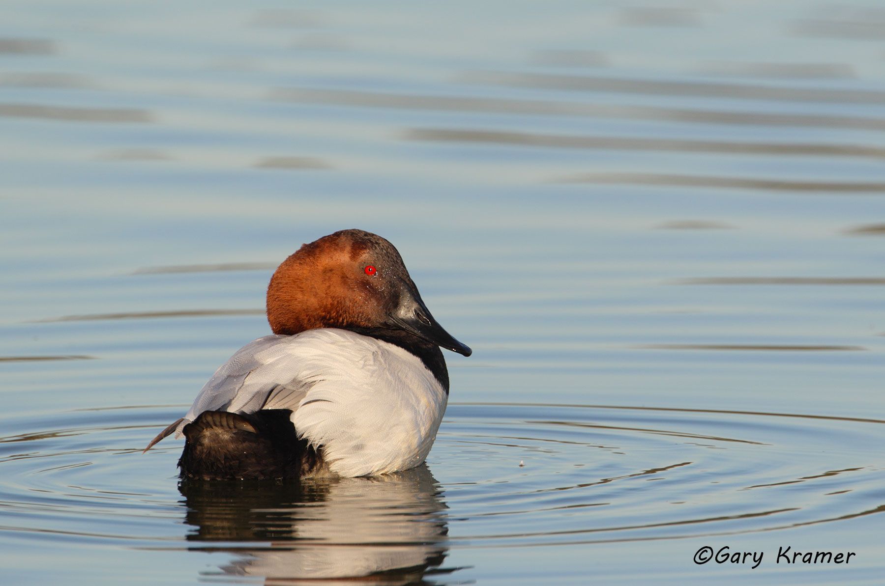 Canvasback Redhead Gary Kramer Photographer / Writer