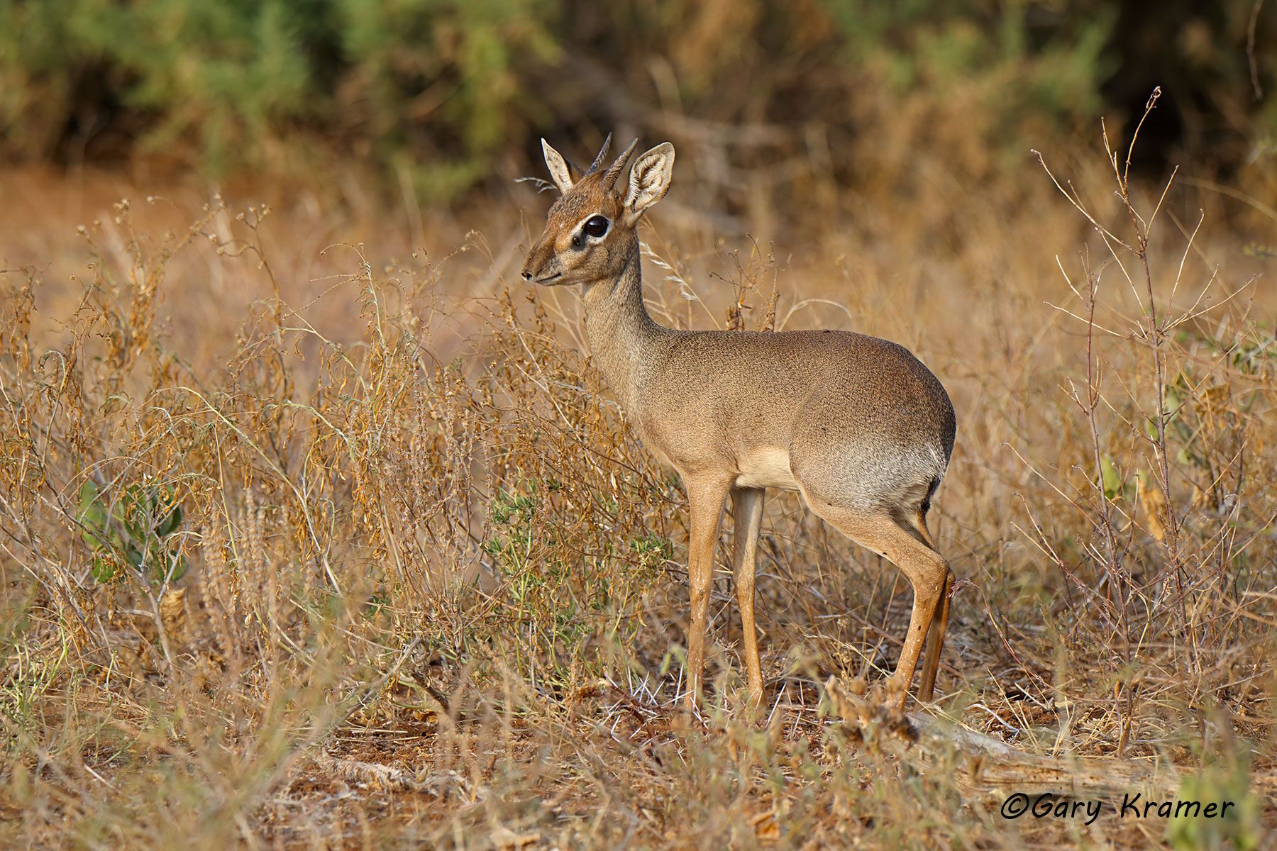 Antelope - Gazelle - Zebra - Gary Kramer Photographer / Writer