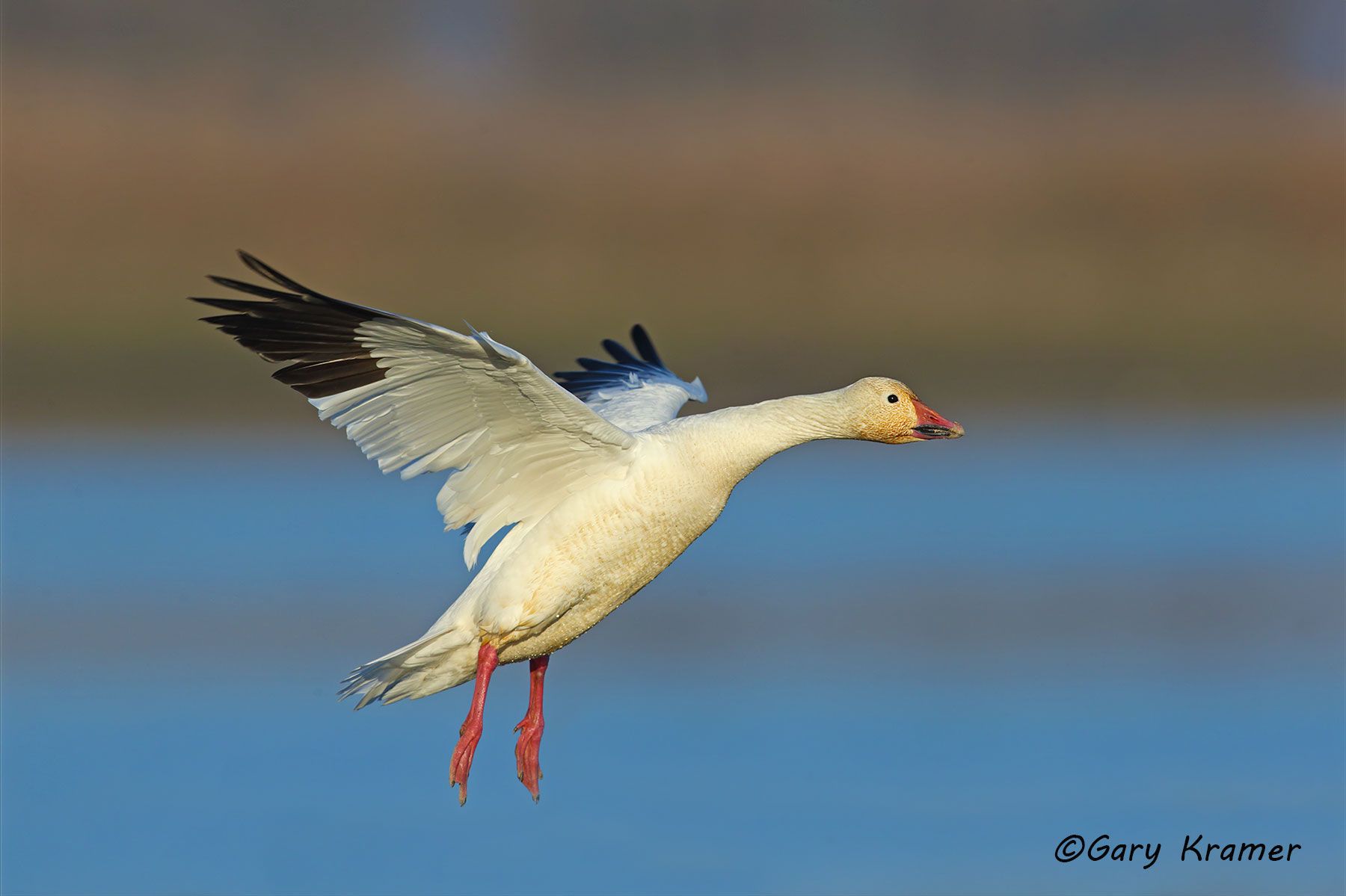 Lesser Snow Goose (Anser caerulescens) - NBWSg#2222d