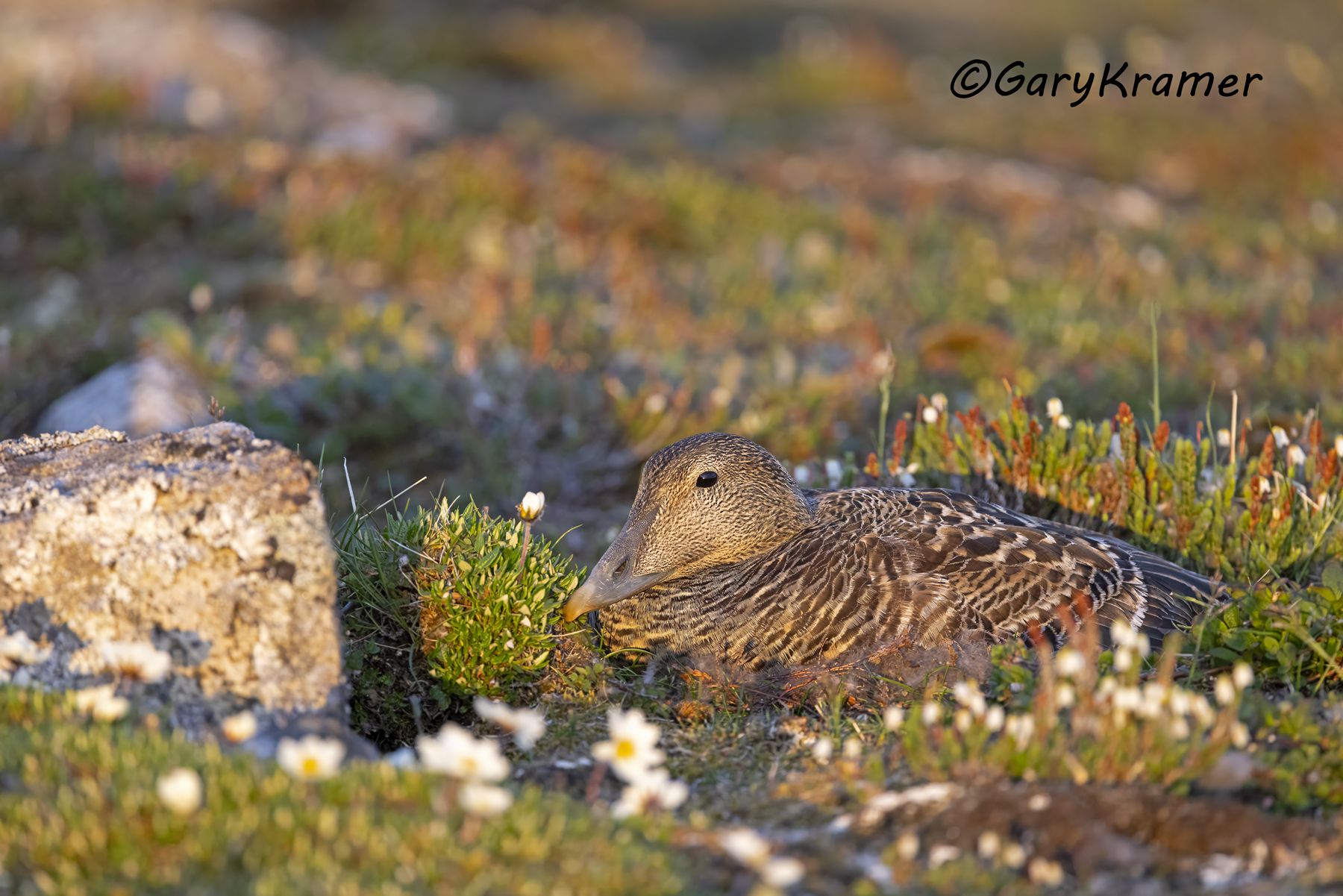 Common Eider (American) (Somateria mollissima) - NBWE#1432d