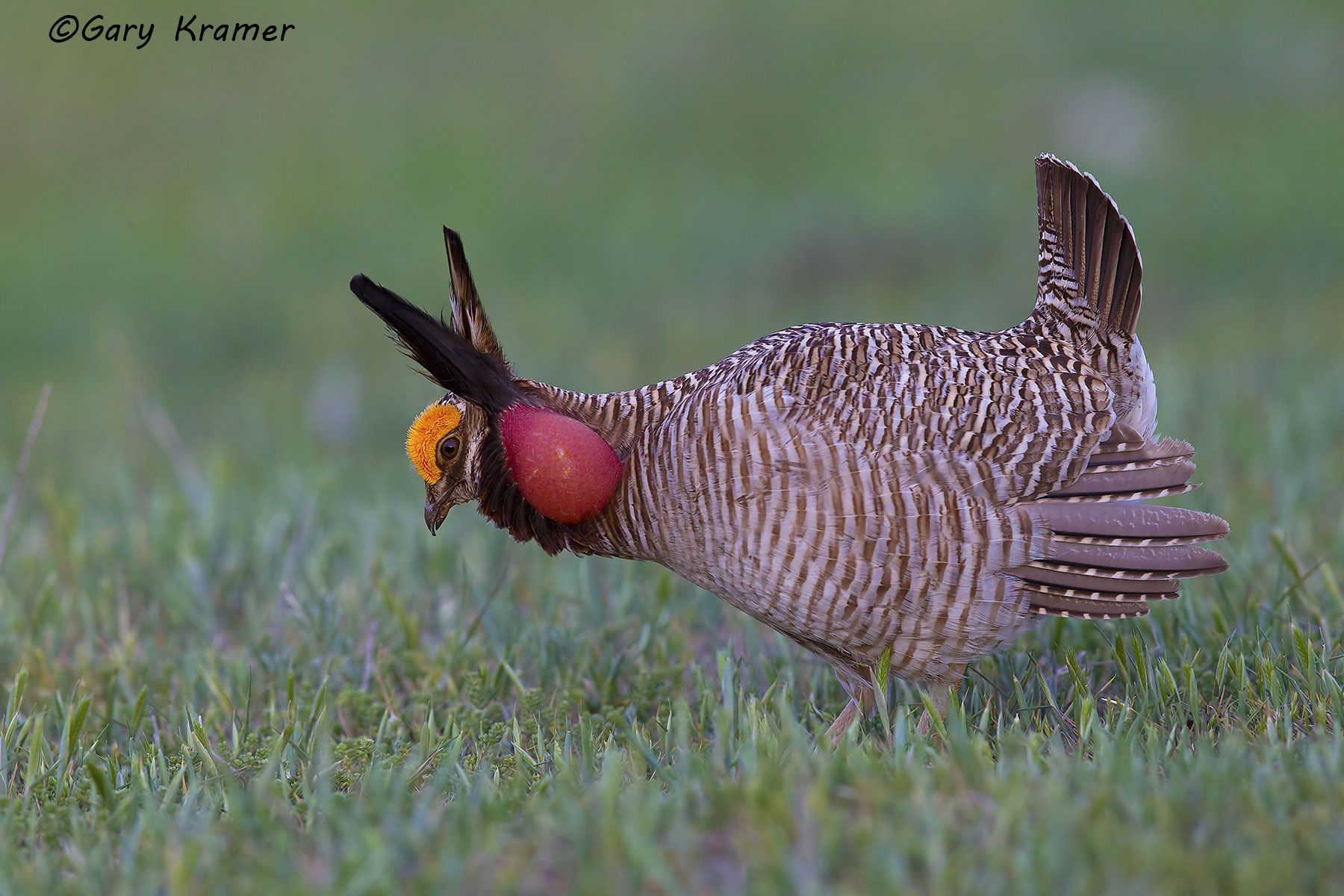 Lesser Prairie Chicken (Tympanchus pallidicinctus) - NBGCl#1559d