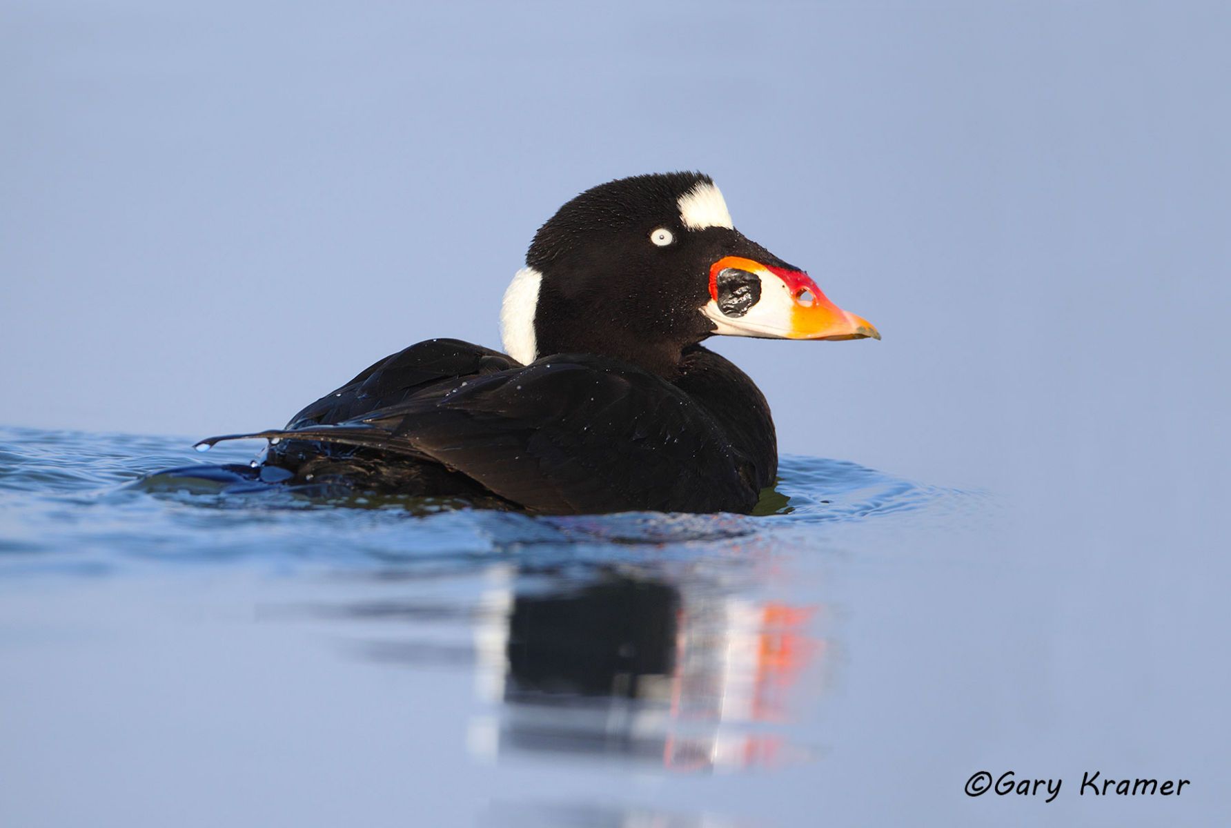 Surf Scoter (Melanitta perspicillata) - NBWSs#233d