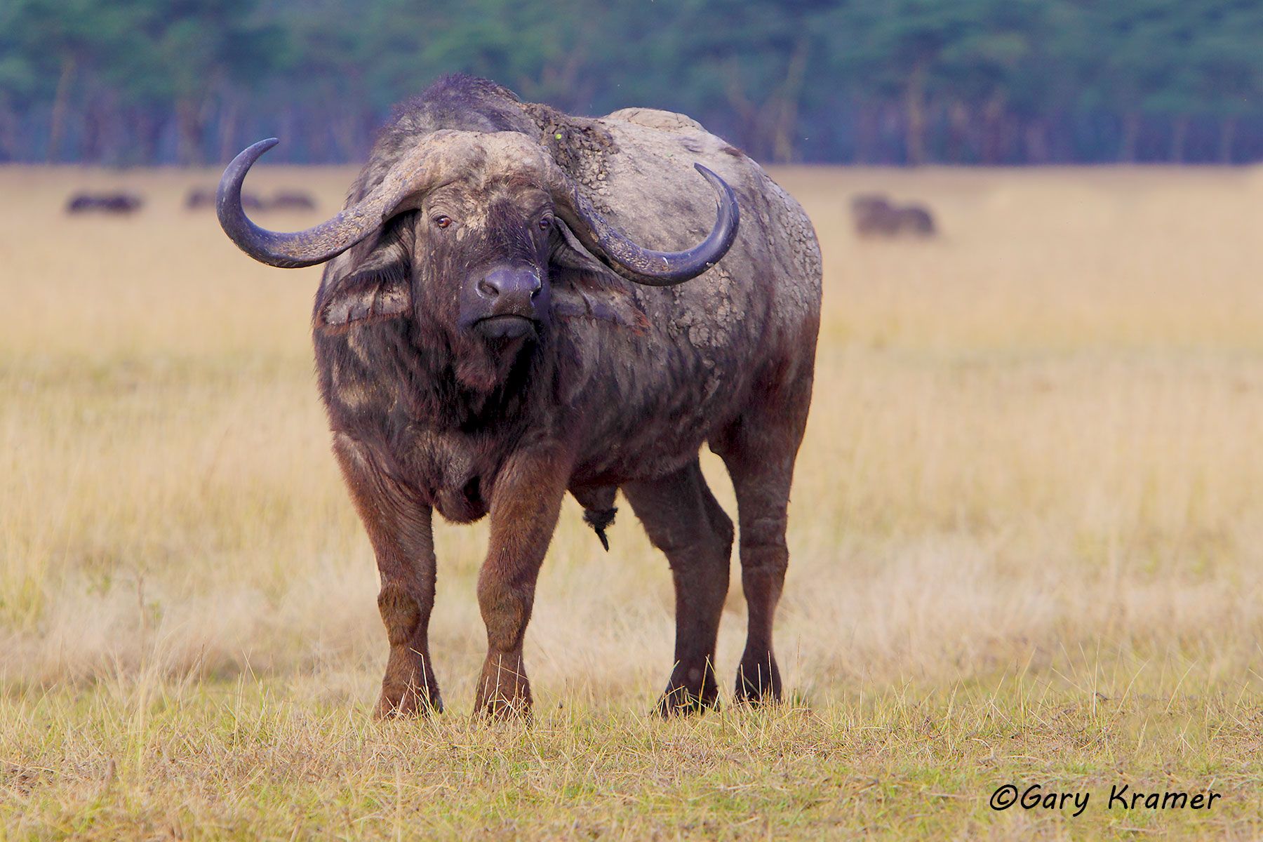 Cape Buffalo (Syncerus caffer) - AMB#727d