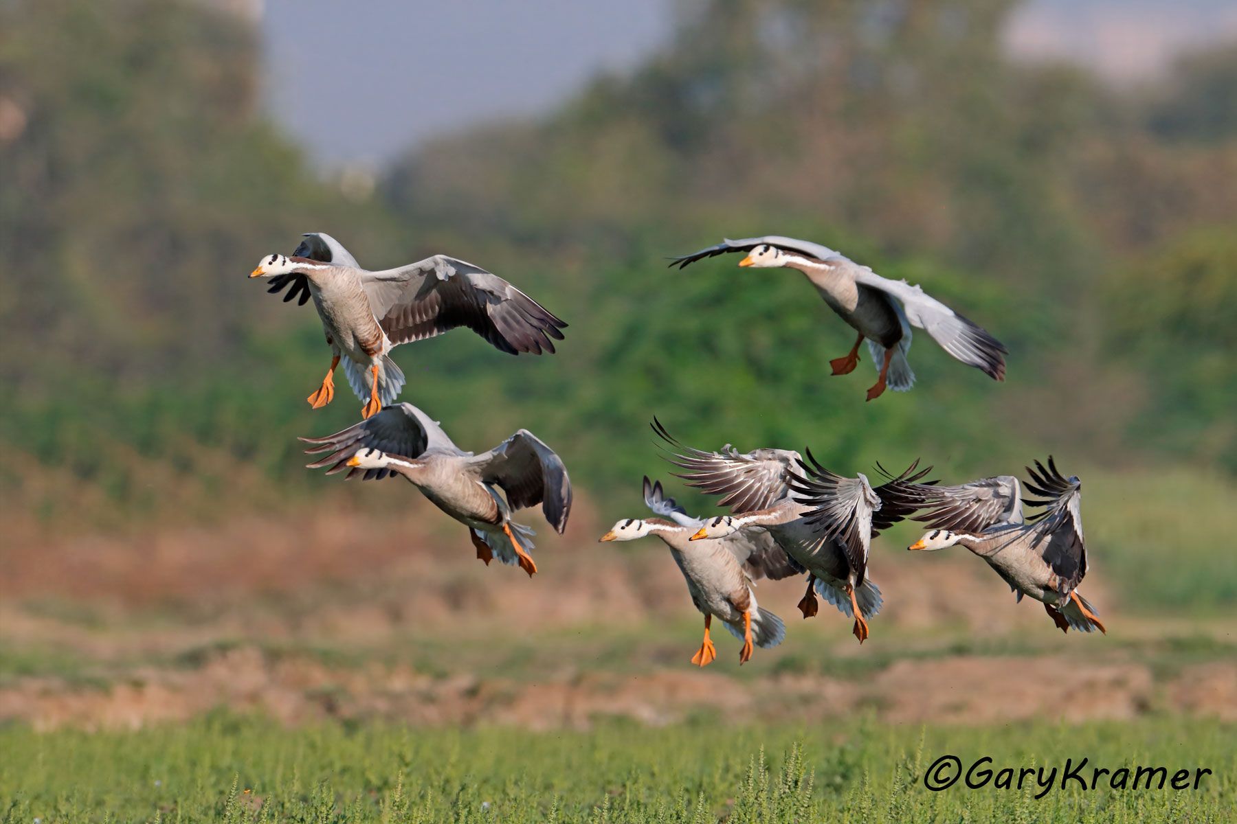 Bar-headed Goose (Anser indicus)  Bar-headed Goose (Anser indicus) - EBWGb#265d
