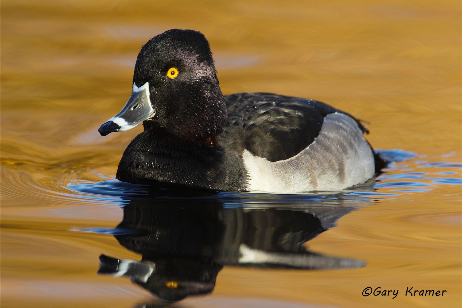 Ring-necked Duck - Scaup - Goldeneye - Gary Kramer Photographer / Writer