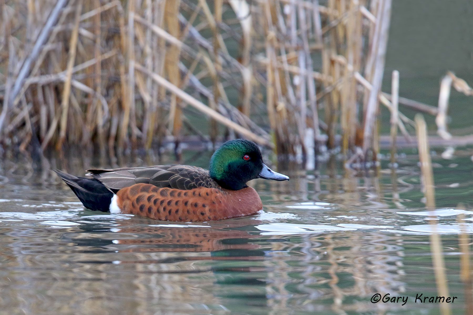 Chestnut Teal (Anas castanea) Australia - OBWCt#022d