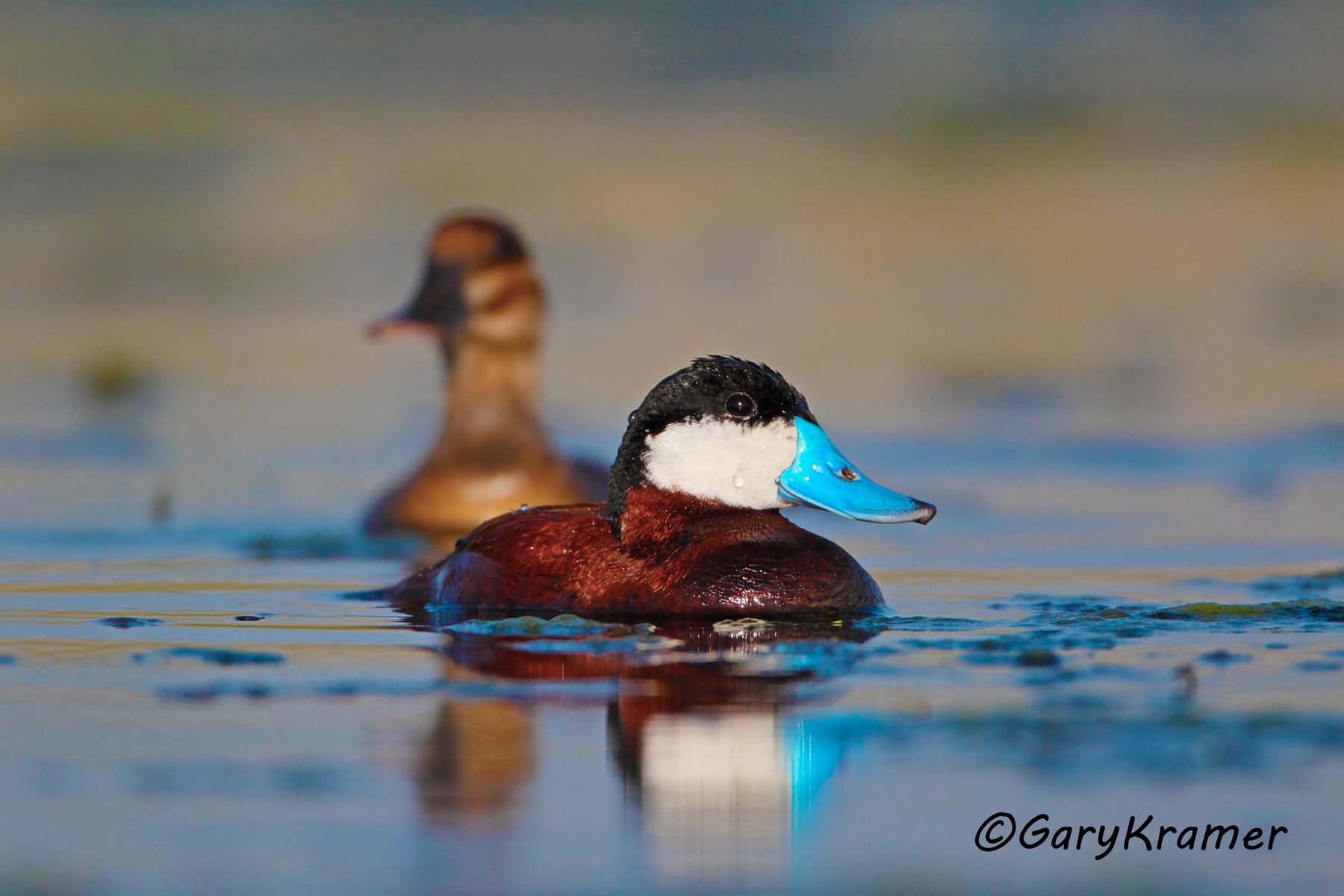Ruddy Duck (spring) (Oxyura jamaicensis) Ruddy Duck (spring) (Oxyura jamaicensis) - NBWRs#682d