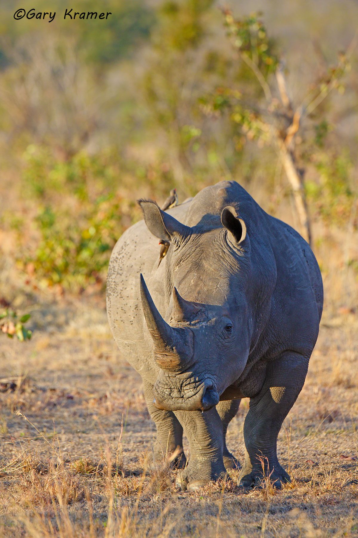 White Rhinoceros (Ceratotherium simum) White Rhinoceros (Ceratotherium simum) - AMRw#222d.jpg