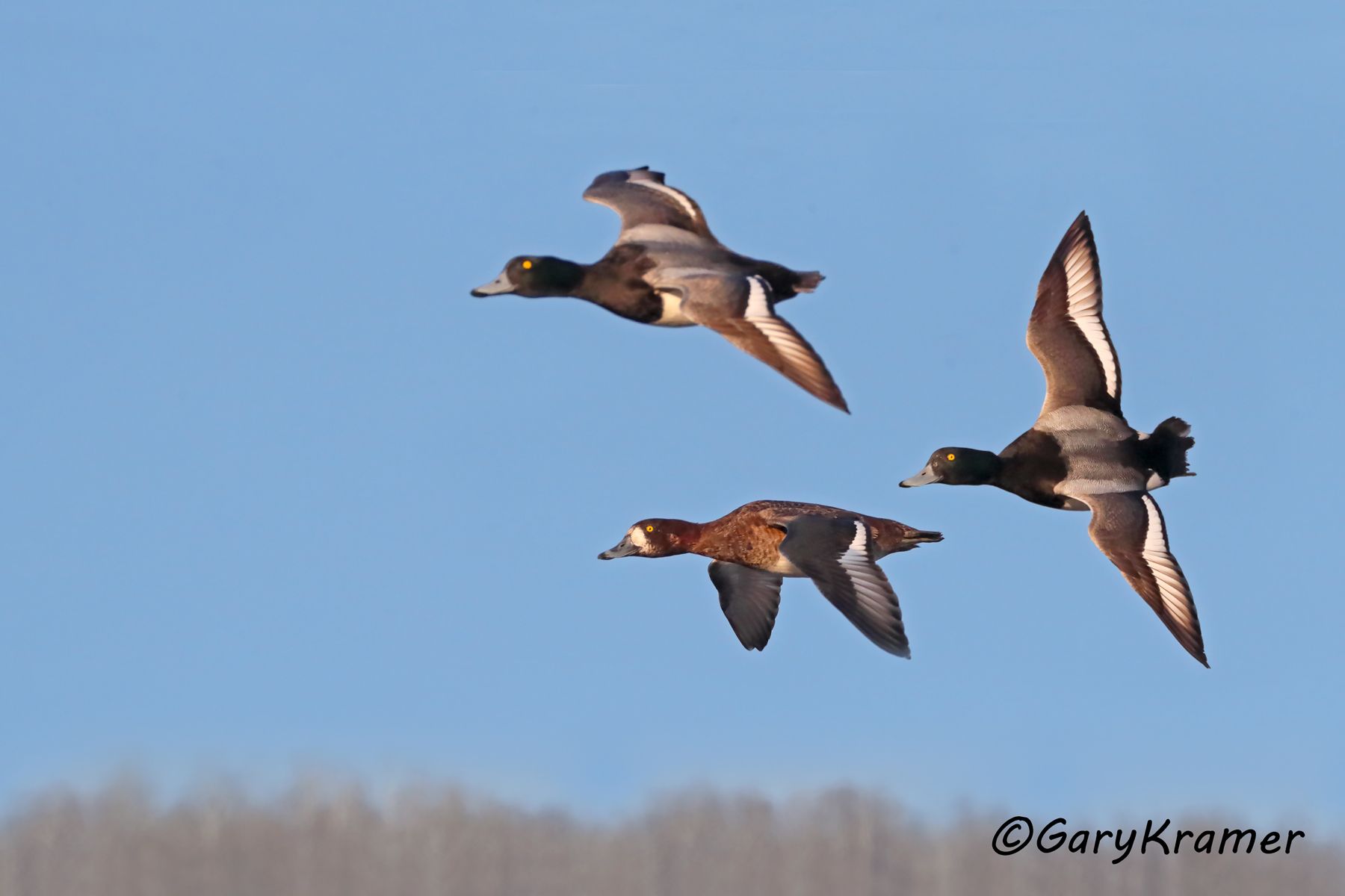Greater Scaup (Aythya marila) - NBWSga#1436d(2)