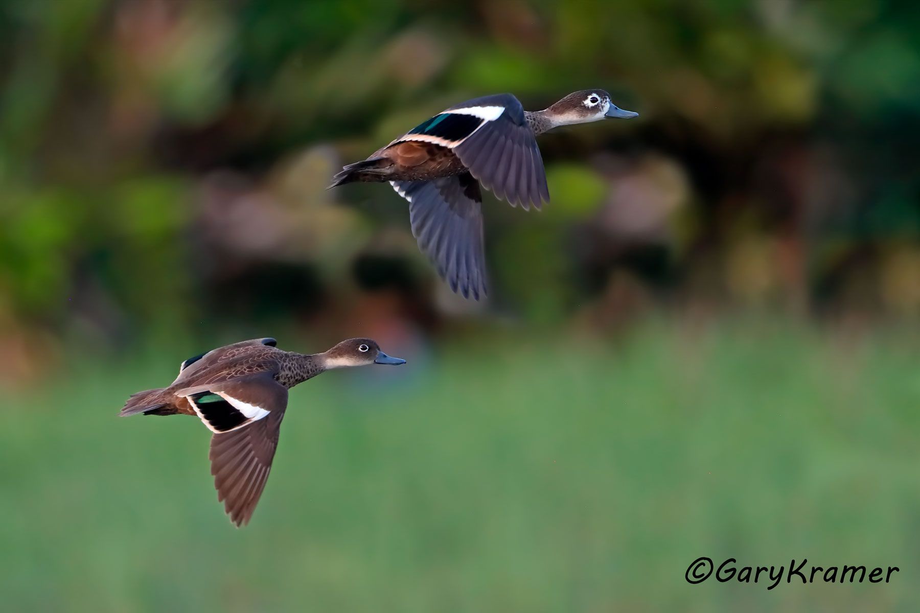 Andaman Teal (Anas albogularis)  Andaman Teal (Anas albogularis) - IBWTaa#230d(2)