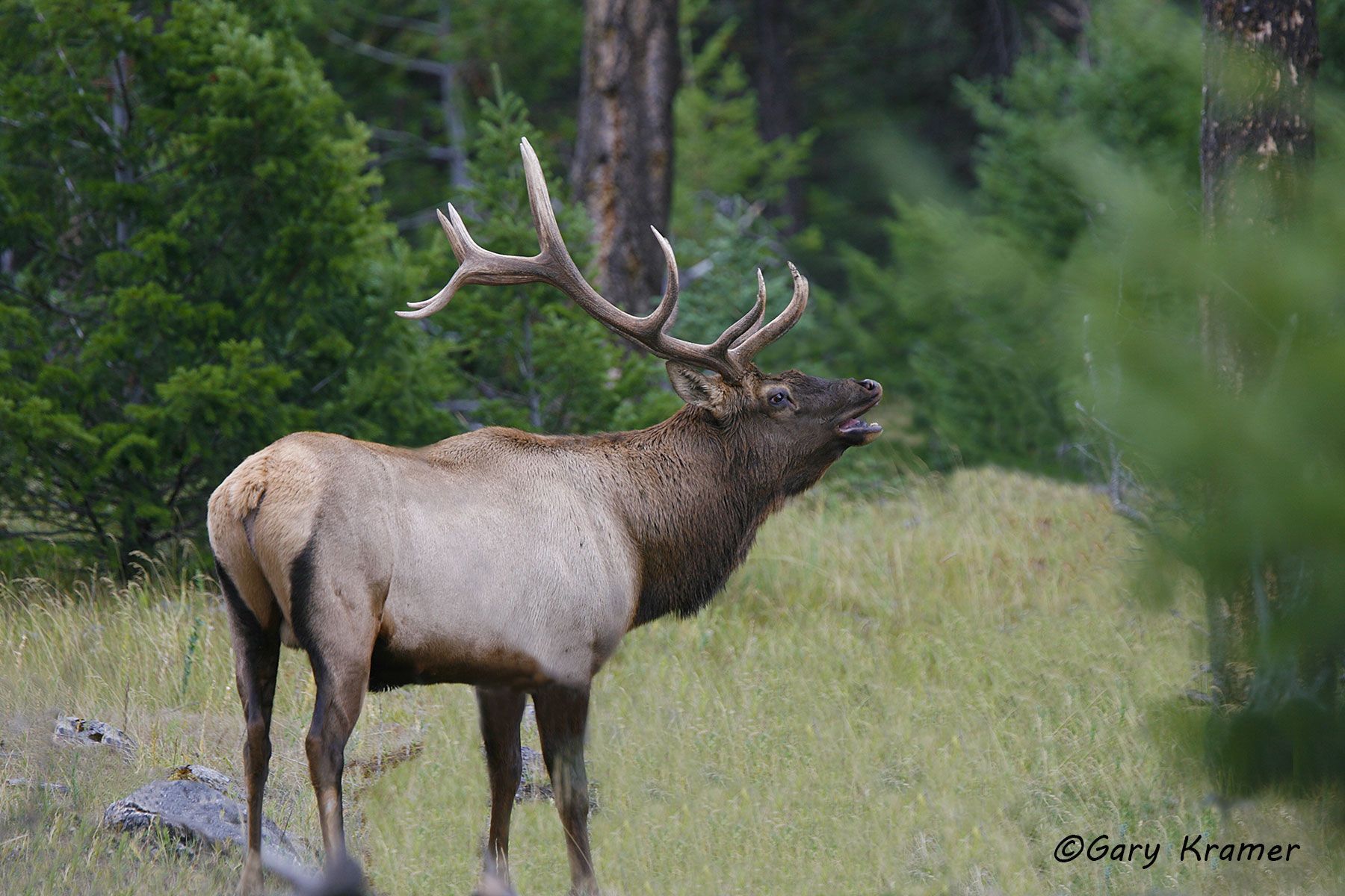 Rocky Mountain Elk (Cervus elaphus nelsoni) - NMERm#1554d
