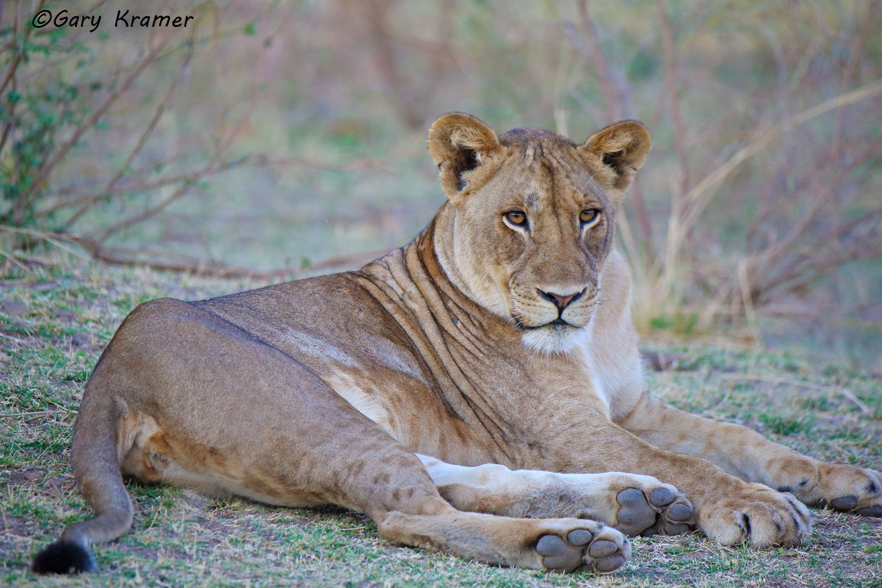 African Lion (Panthera leo) African Lion (Panthera leo) - AMPA#920d