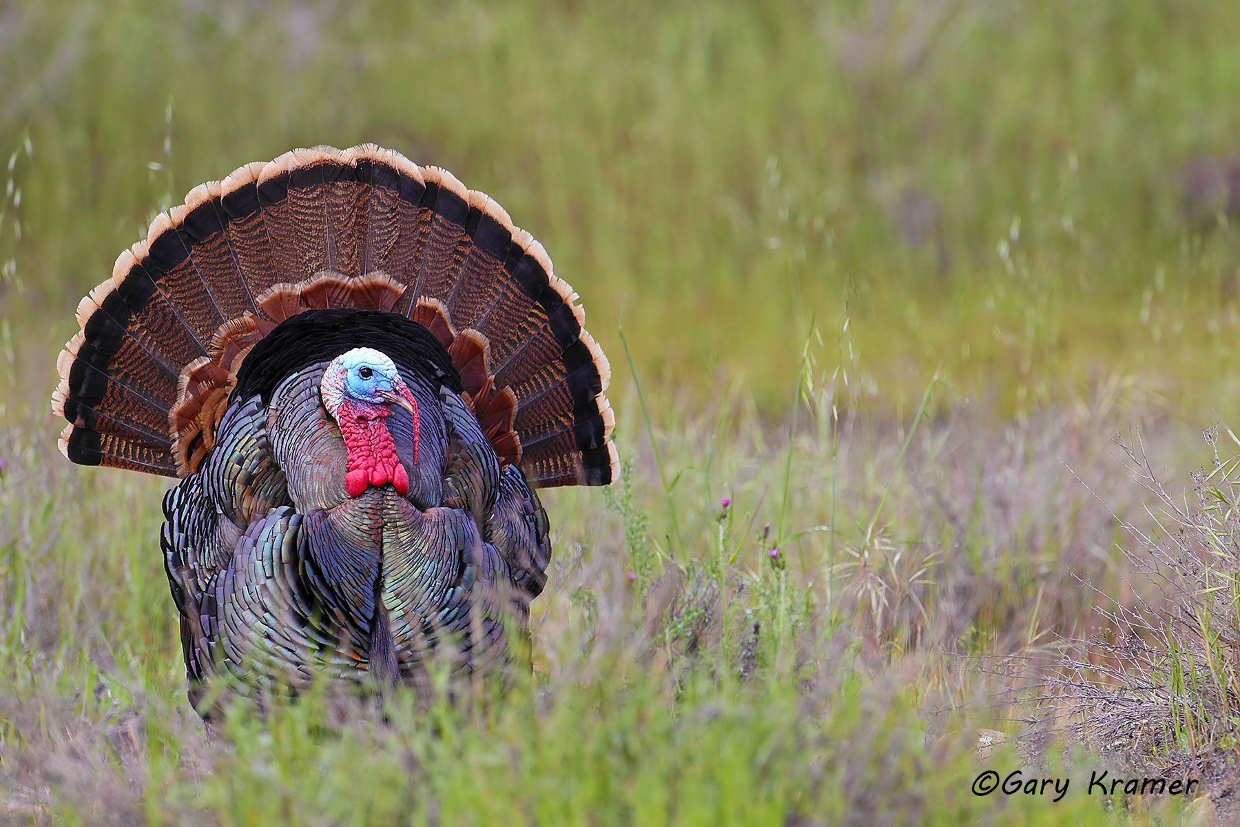 Wild Turkey (Rio Grande) by GaryKramer.net, 530-934-3873, gkramer@cwo.com Wild Turkey (Rio Grande) (Meleagris gallopavo intermedia) - NBGTr#1921d