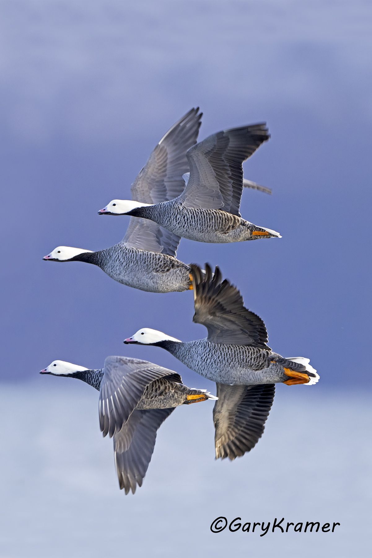 Emperor Goose (Anser canagicus) - NBWEg#396d(3)