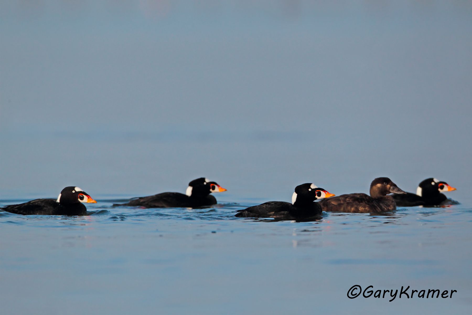 Surf Scoter (Melanitta perspicillata) - NBWSs#288d