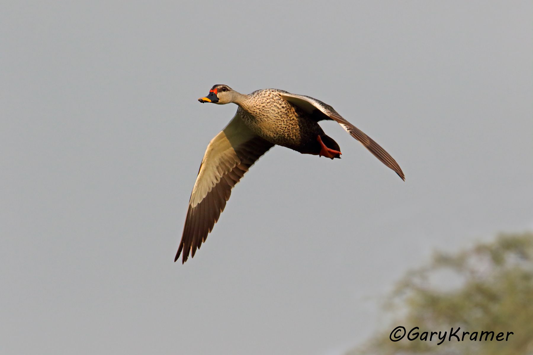 Indian Spot-billed Duck (Anas poecilorhyncha)  Indian Spot-billed Duck (Anas poecilorhyncha) - EBWBi#167d(2)