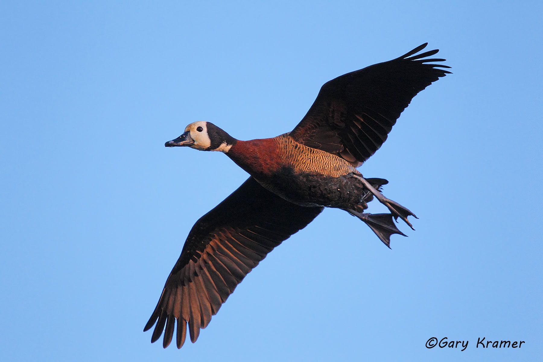 White-faced Whistling Duck (Dendrocygna viduata) - SBWW#133d (Argentina)