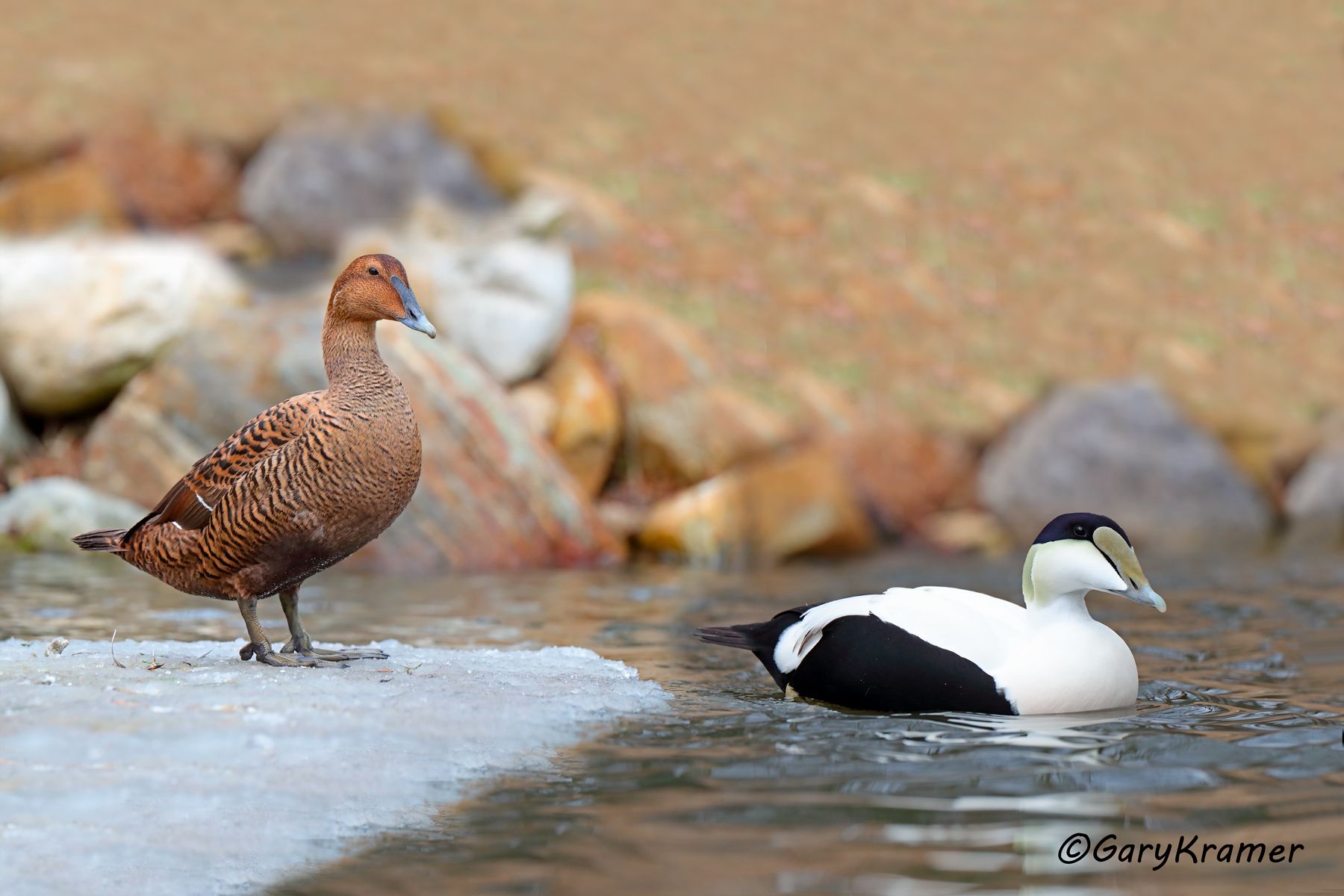 Common Eider (American) (Somateria mollissima) Common Eider (American) (Somateria mollissima) - NBWE#178d(3)
