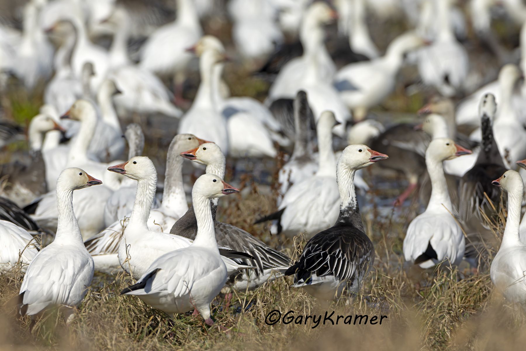 Lesser Snow Goose (Anser caerulescens) - NBWSg#3256d