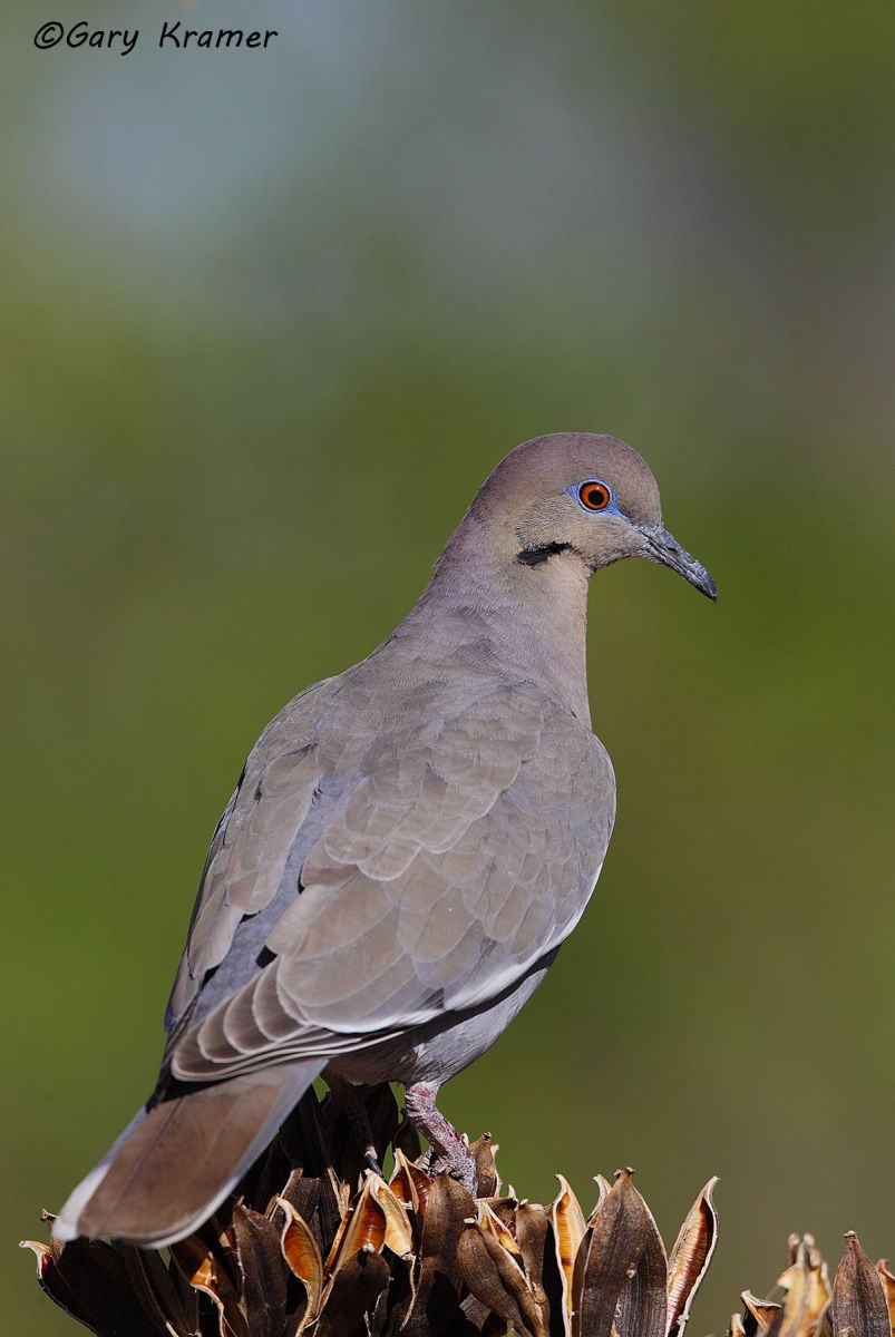 White-winged Dove (Zenaida asiatica) - NBDWw#259d